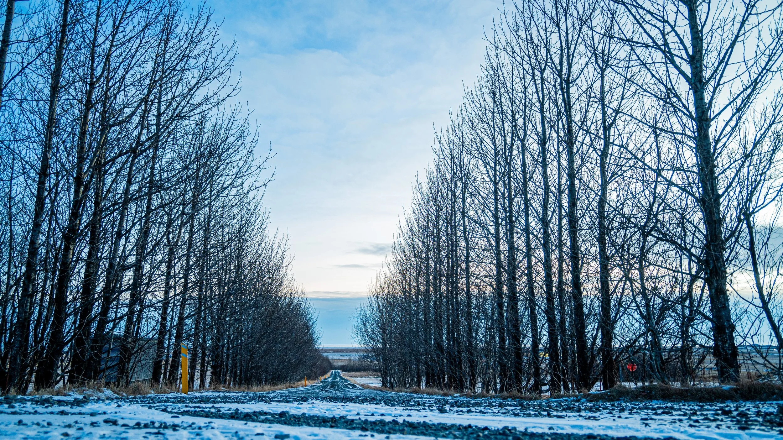 path into the trees in winter in Iceland