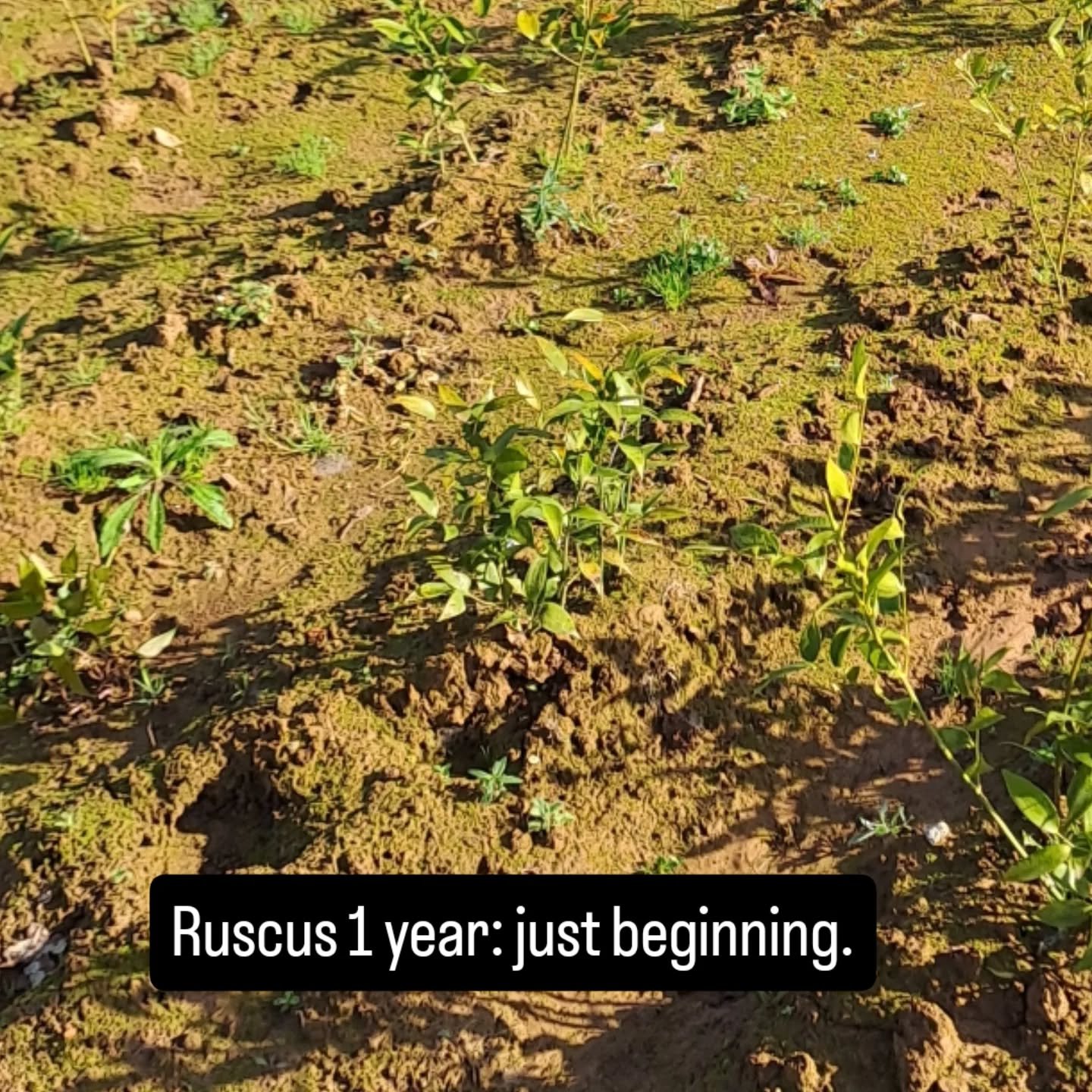 Ruscus doesn't happen overnight. From seedling to the full stems you use in arrangements, this is what 4 years of growth looks like in a Tuscan field. Good foliage takes time. 

#italianruscus #greenery #foliagegrower #growerlife #fieldgrown