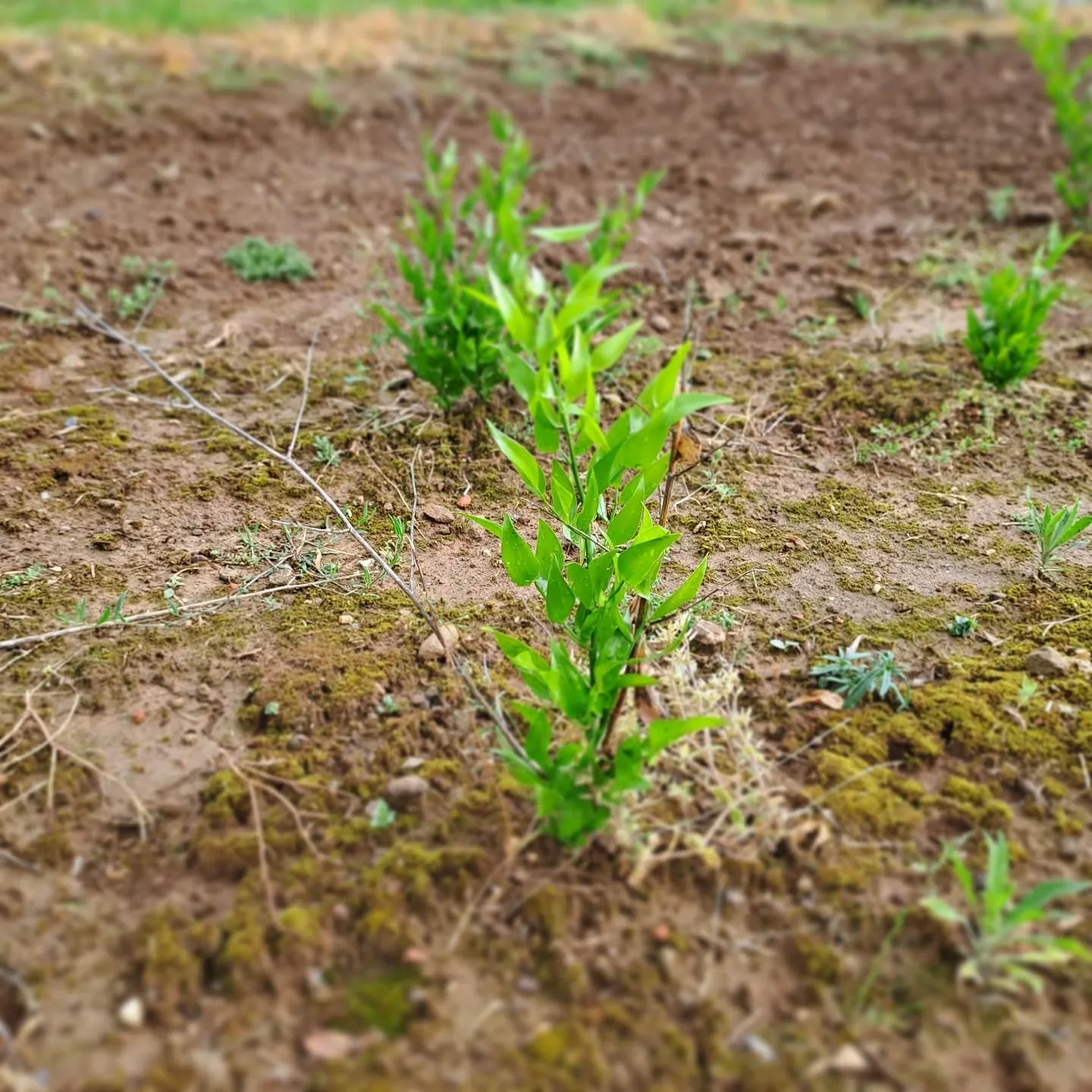 Meet ruscus, one of the most versatile greens in floral design. Long-lasting foliage grown right here in Tuscany. #ruscus #italianruscus #greenery #fieldgrown #growerlife