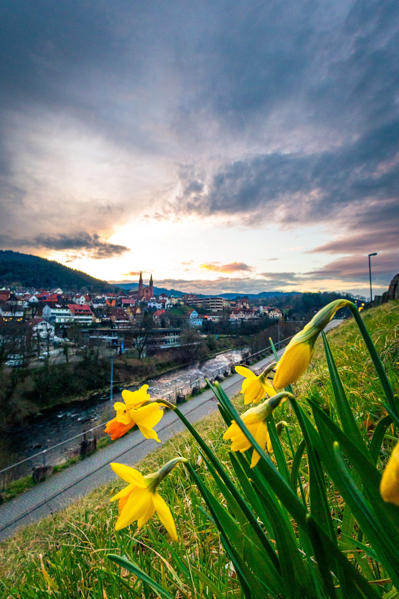 Osterglocken im Murgtal (Hochformat)