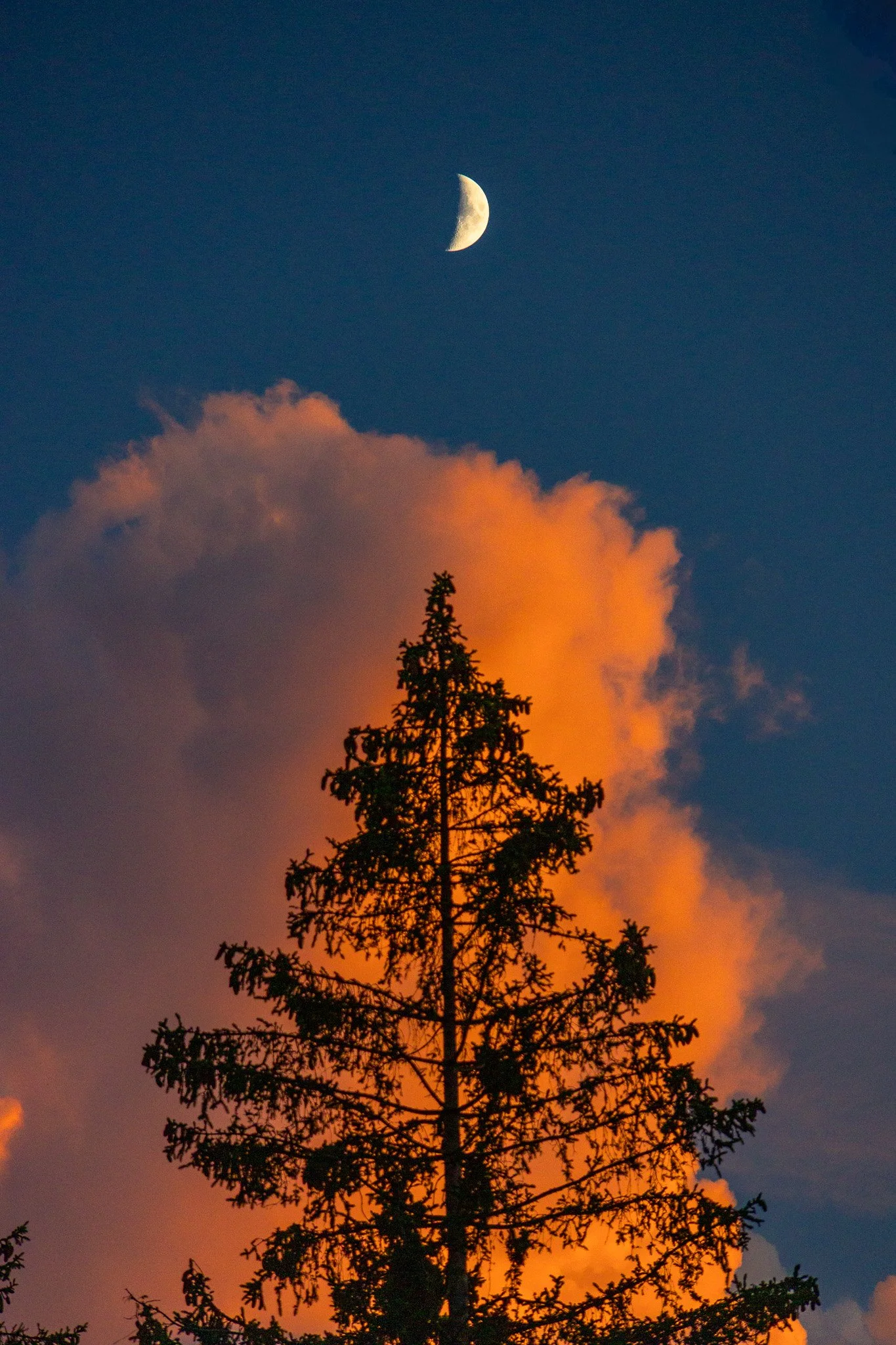 Baum, Wolke und Mond 1 (Hochformat)