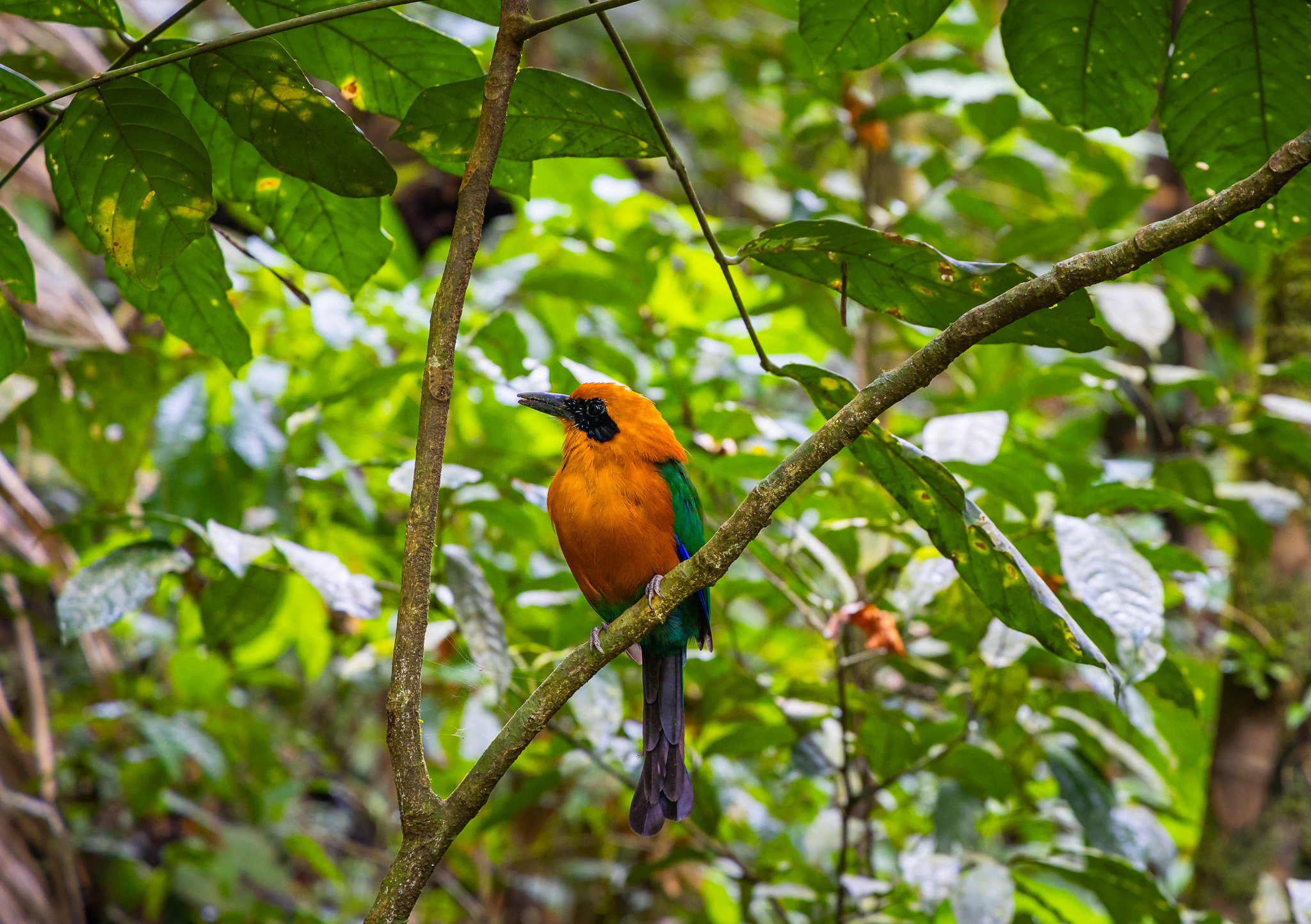Bunter Vogel (Querformat)