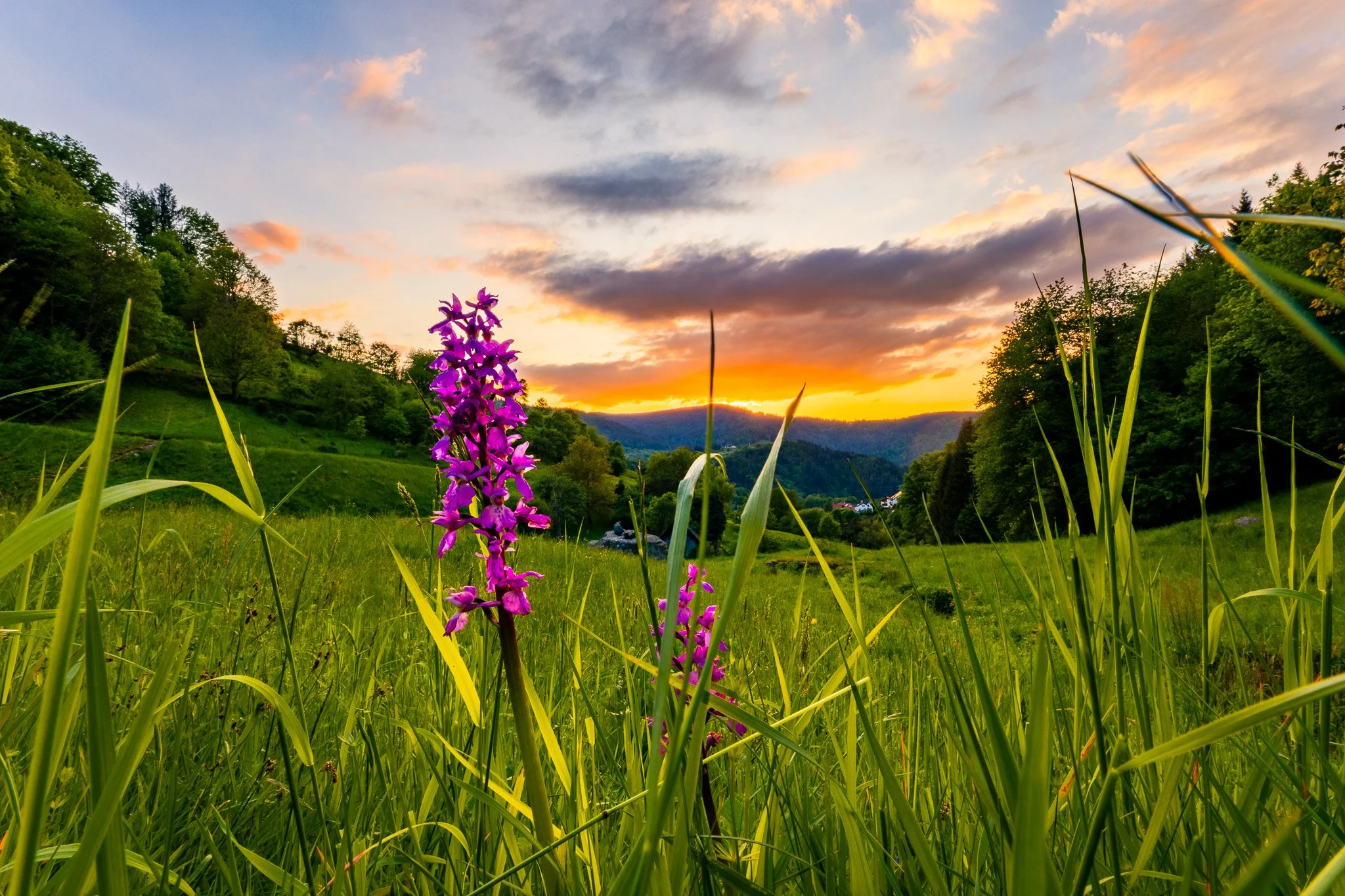 Lila Blumen 2 (Querformat)