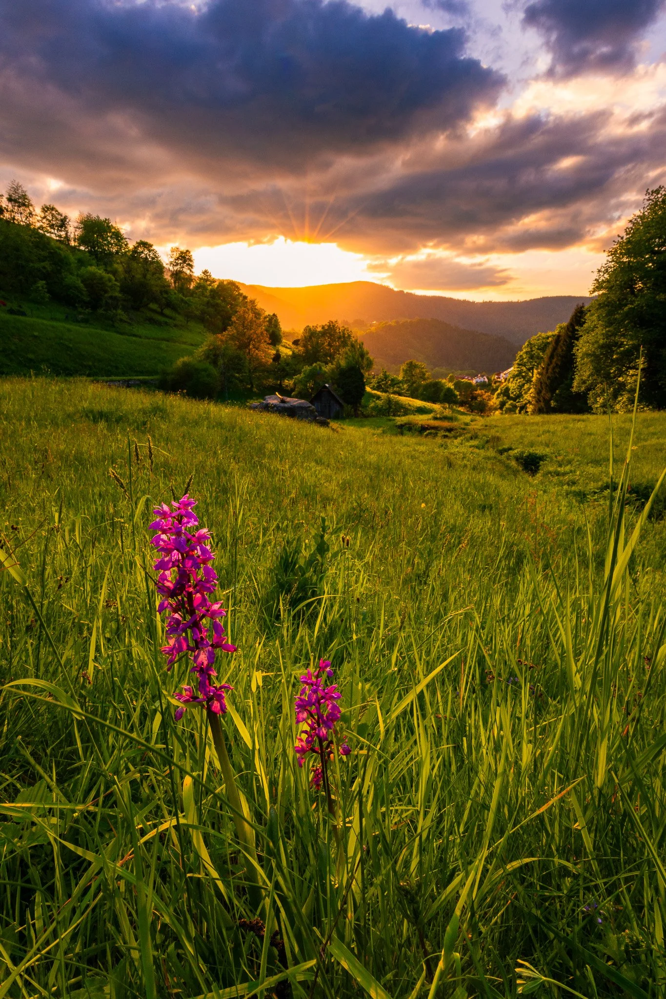 Lila Blumen 1 (Hochformat)