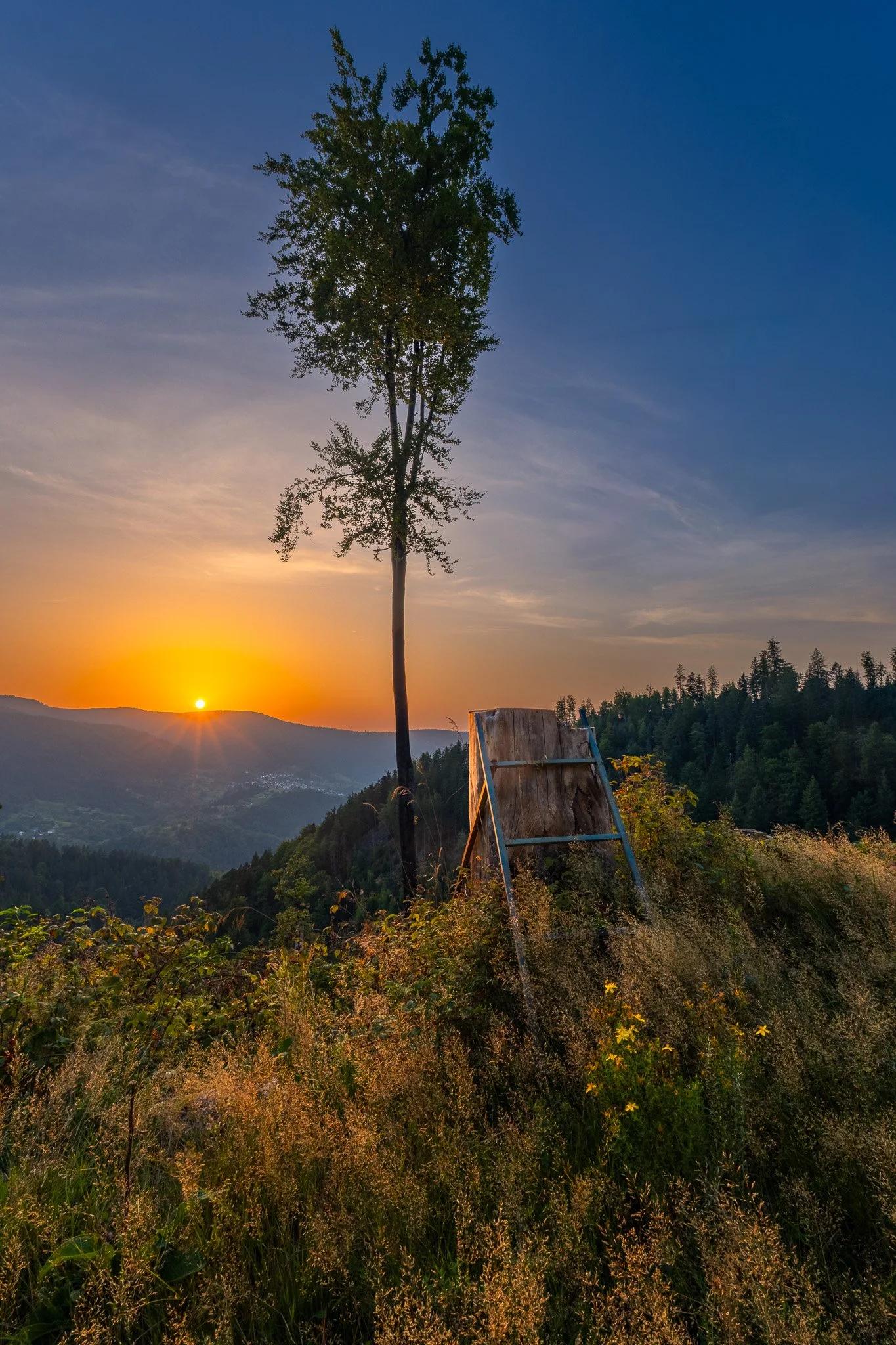 Baumstamm (Hochformat)