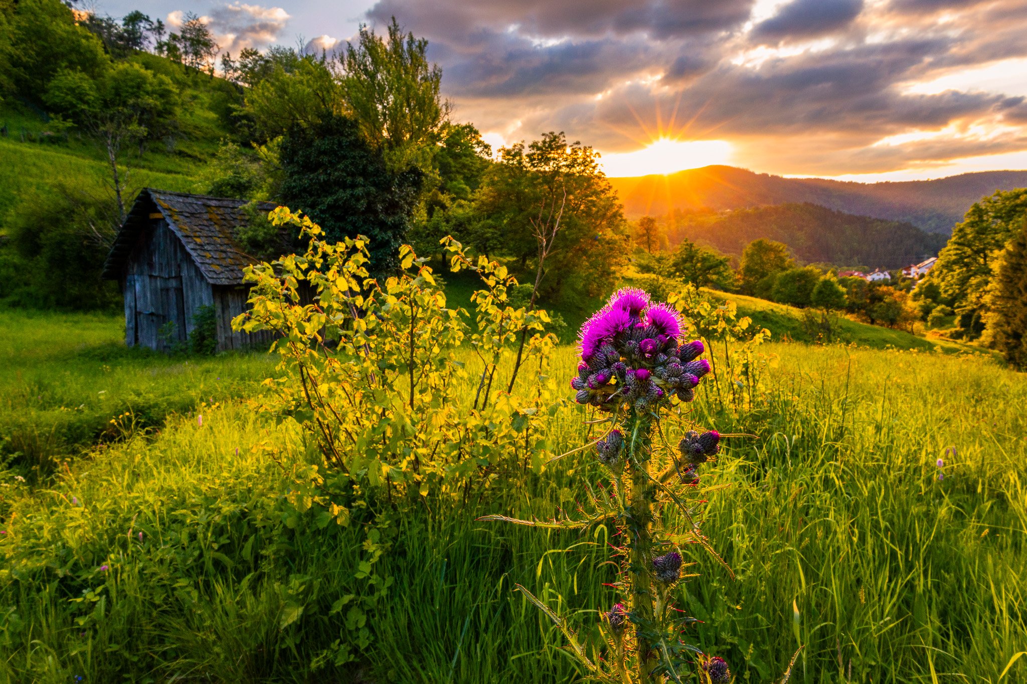 Lila Distel 3 (Querformat)