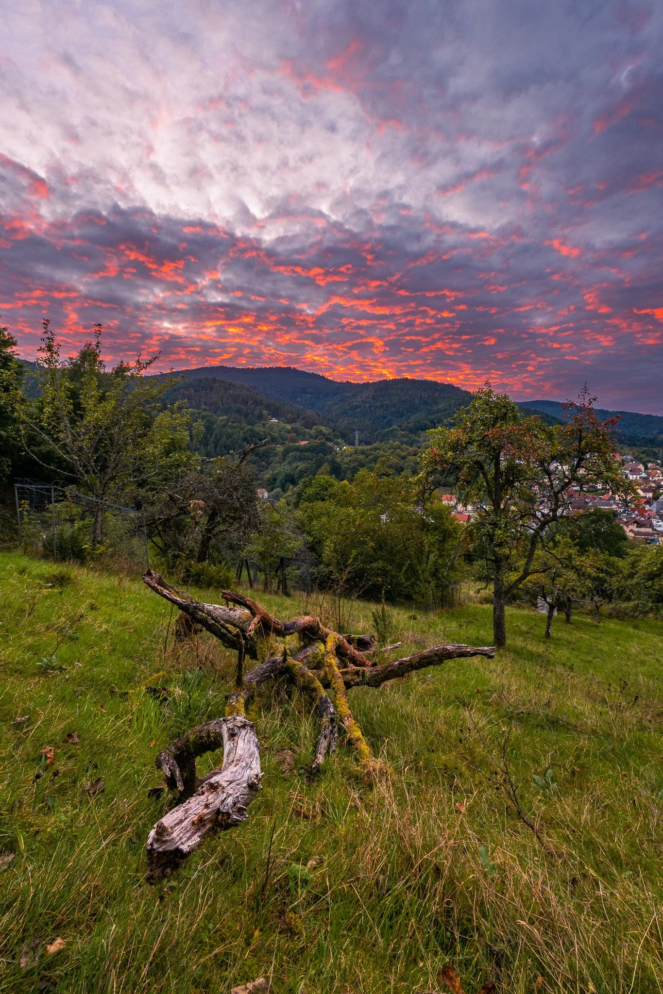 Toter Ast im Abendrot 1 (Hochformat)
