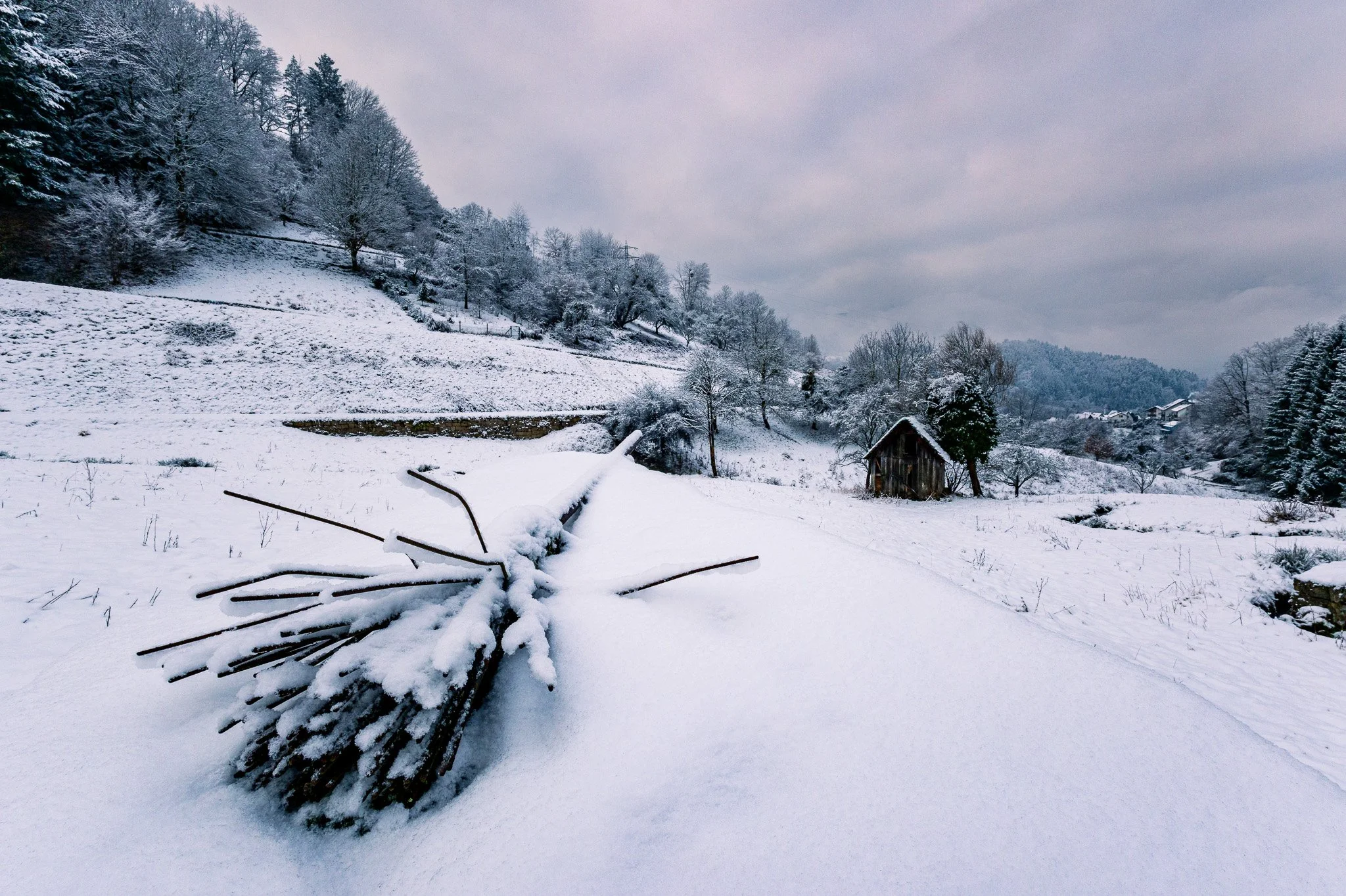 Hexenbesen im Winter (Querformat)