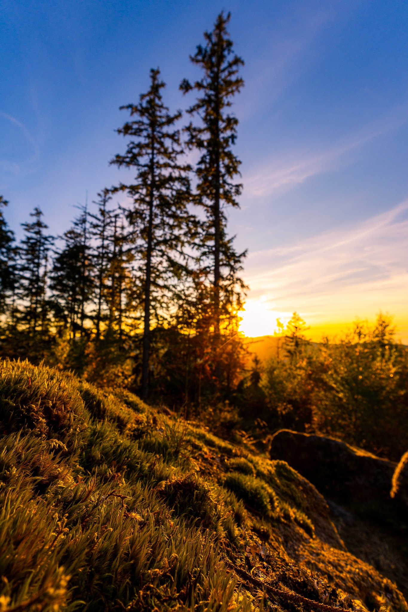 Goldenes Moos (Hochformat)