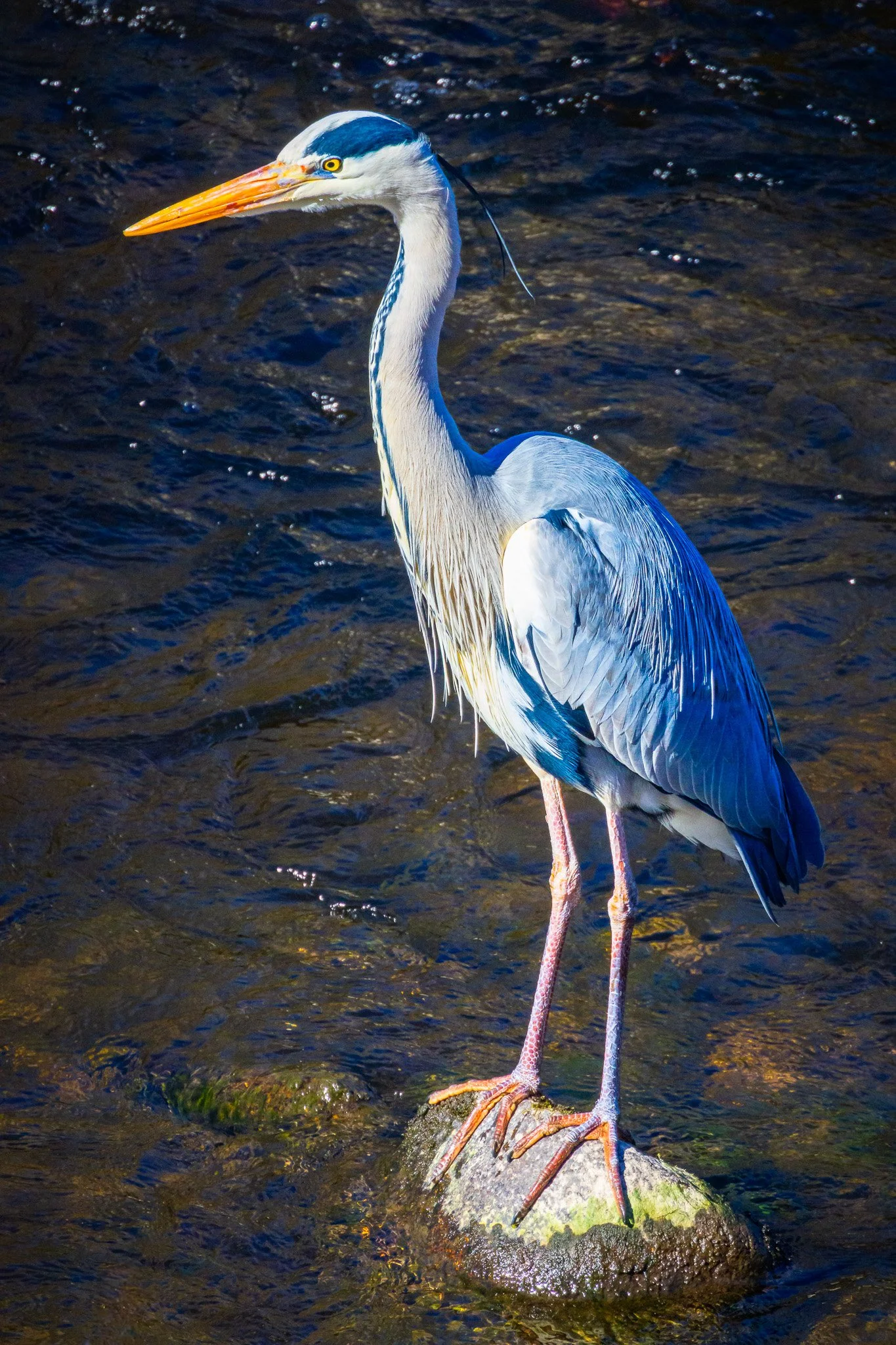 Fischreier 2 (Hochformat)