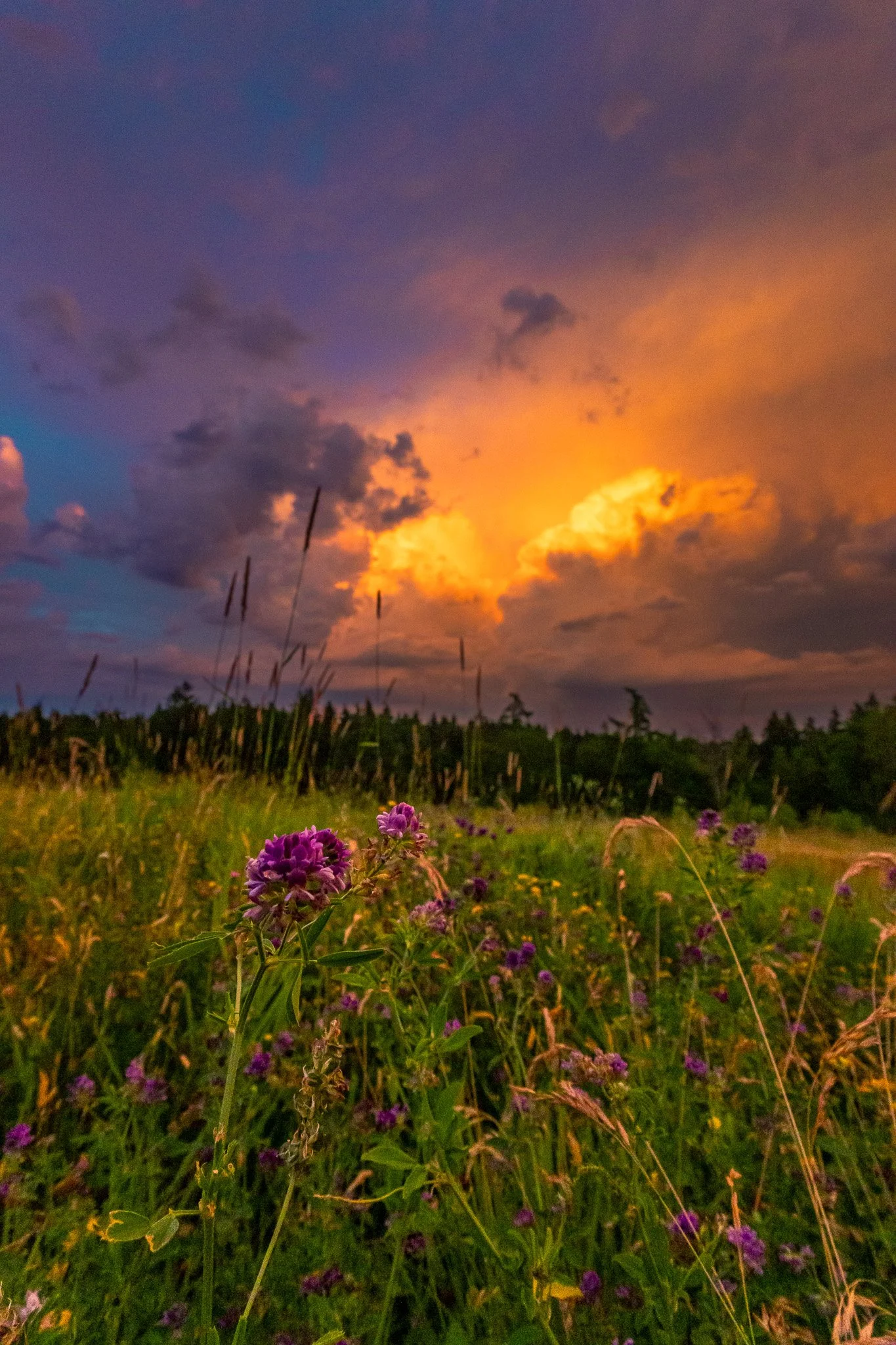 Blume bei Gewitter (Hochformat)