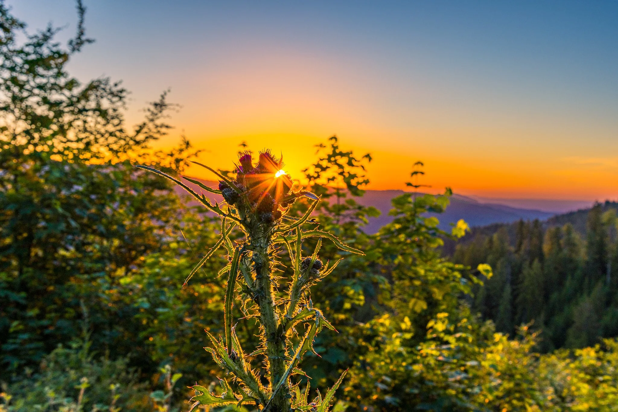 IMG_0737-HDR.jpg