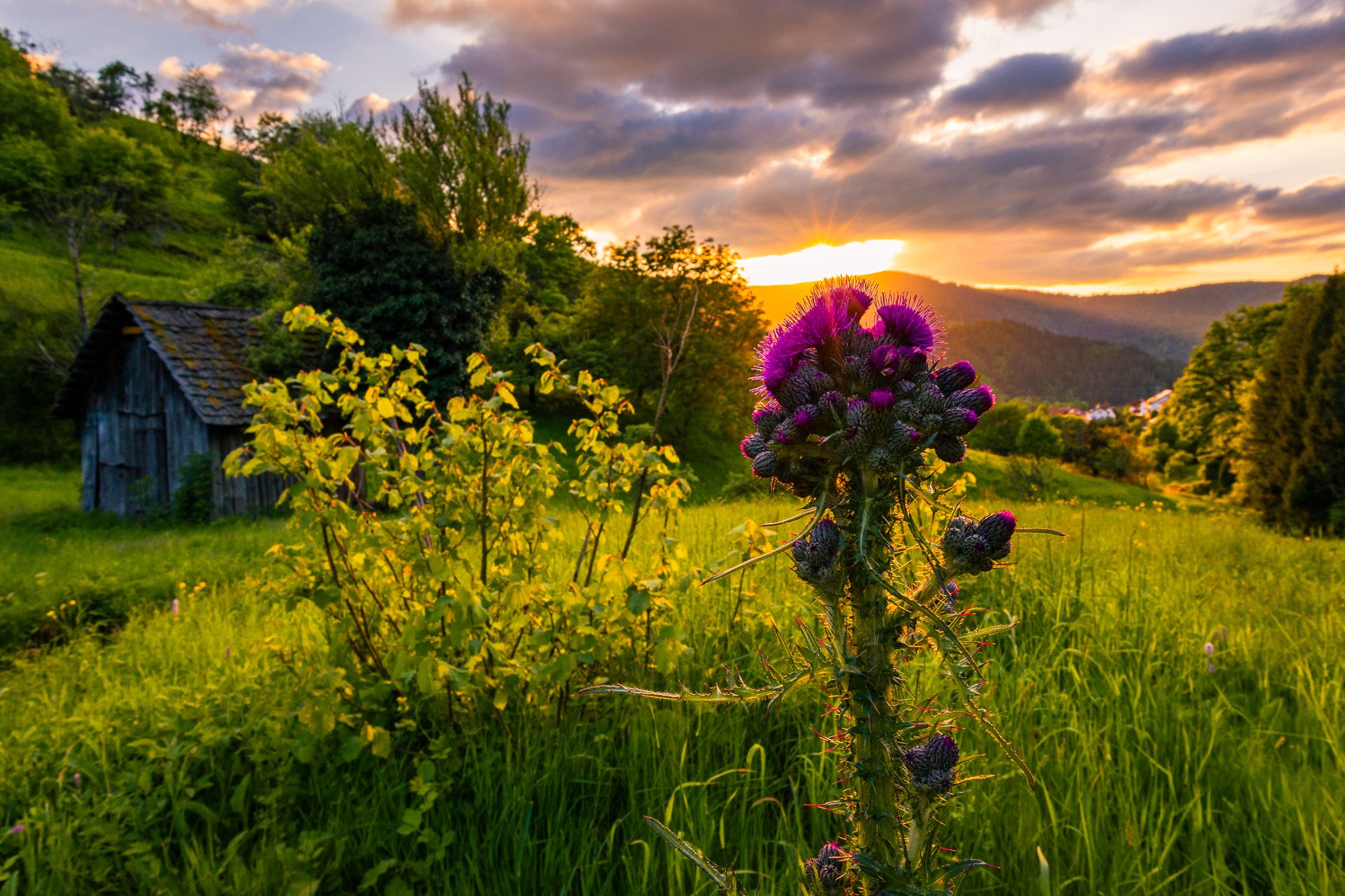 Lila Distel 2 (Querformat)