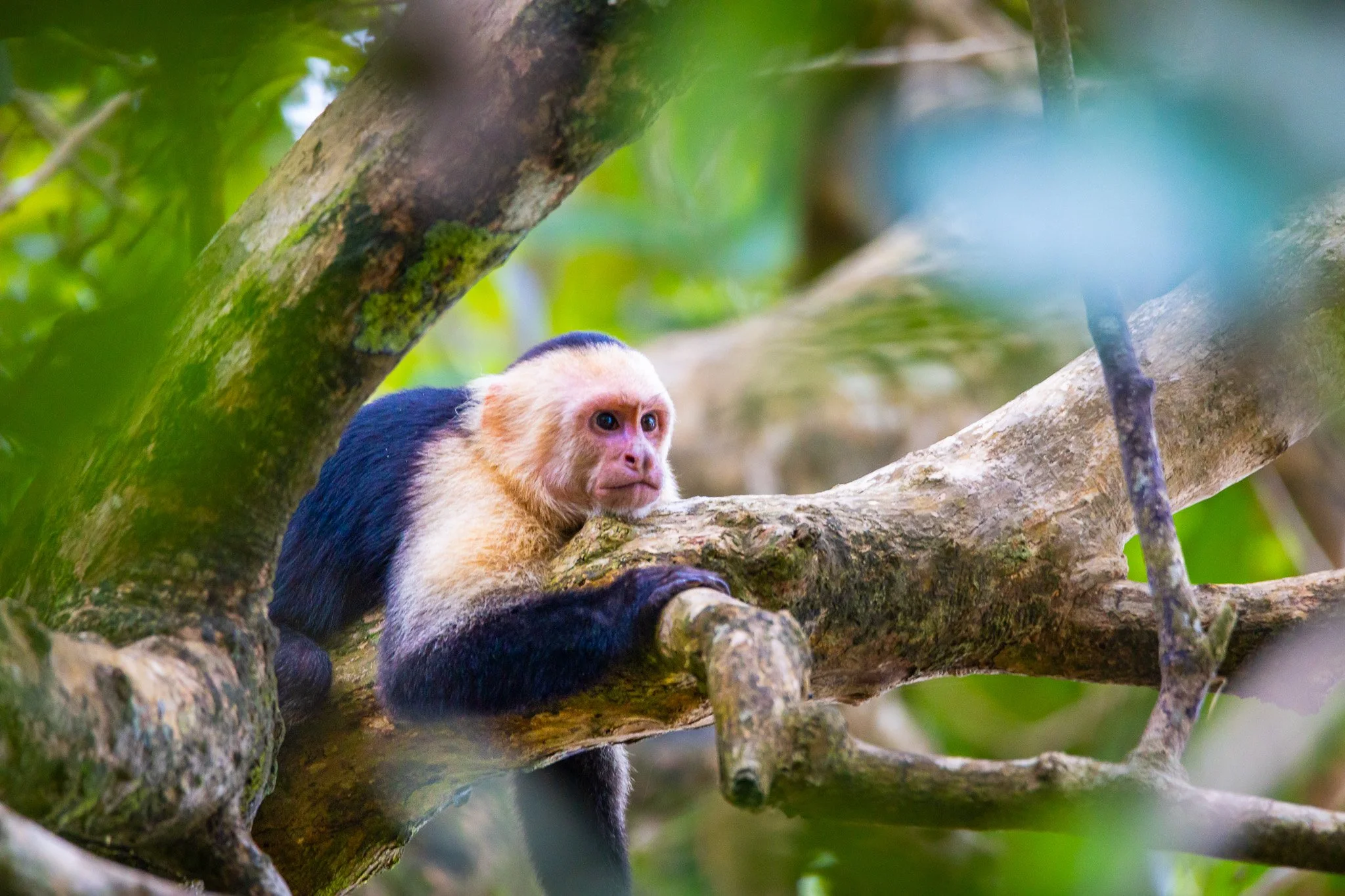 Kleines Äffchen (Querformat)