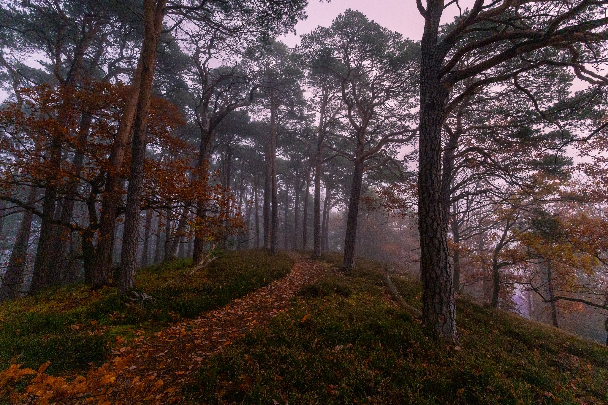Bäume im Nebel (Querformat)