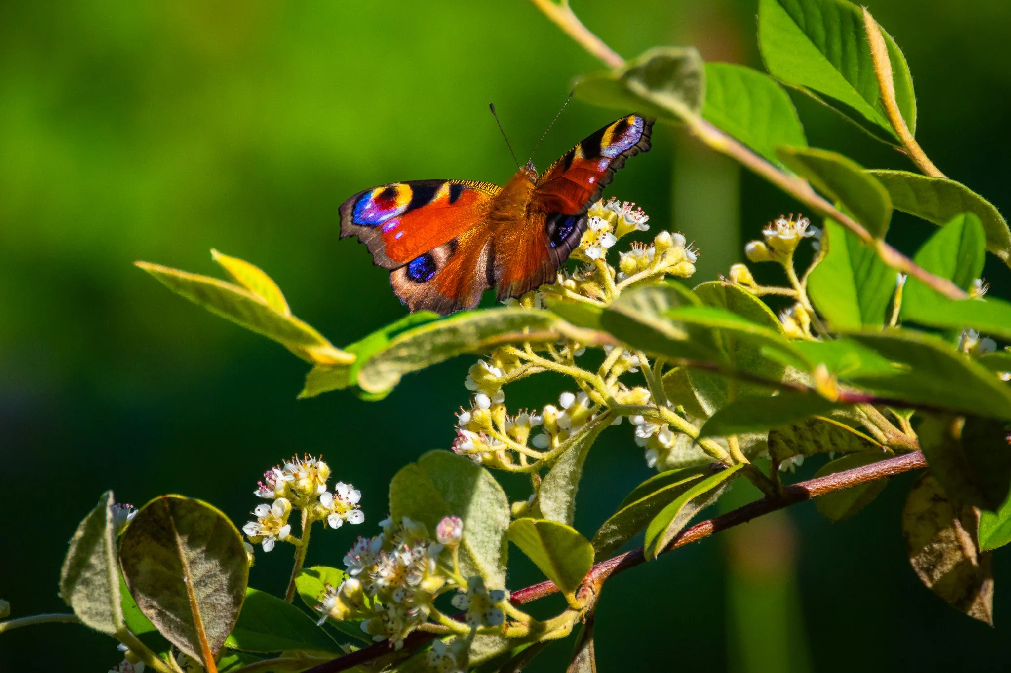 Schmetterling 2 (Querformat)