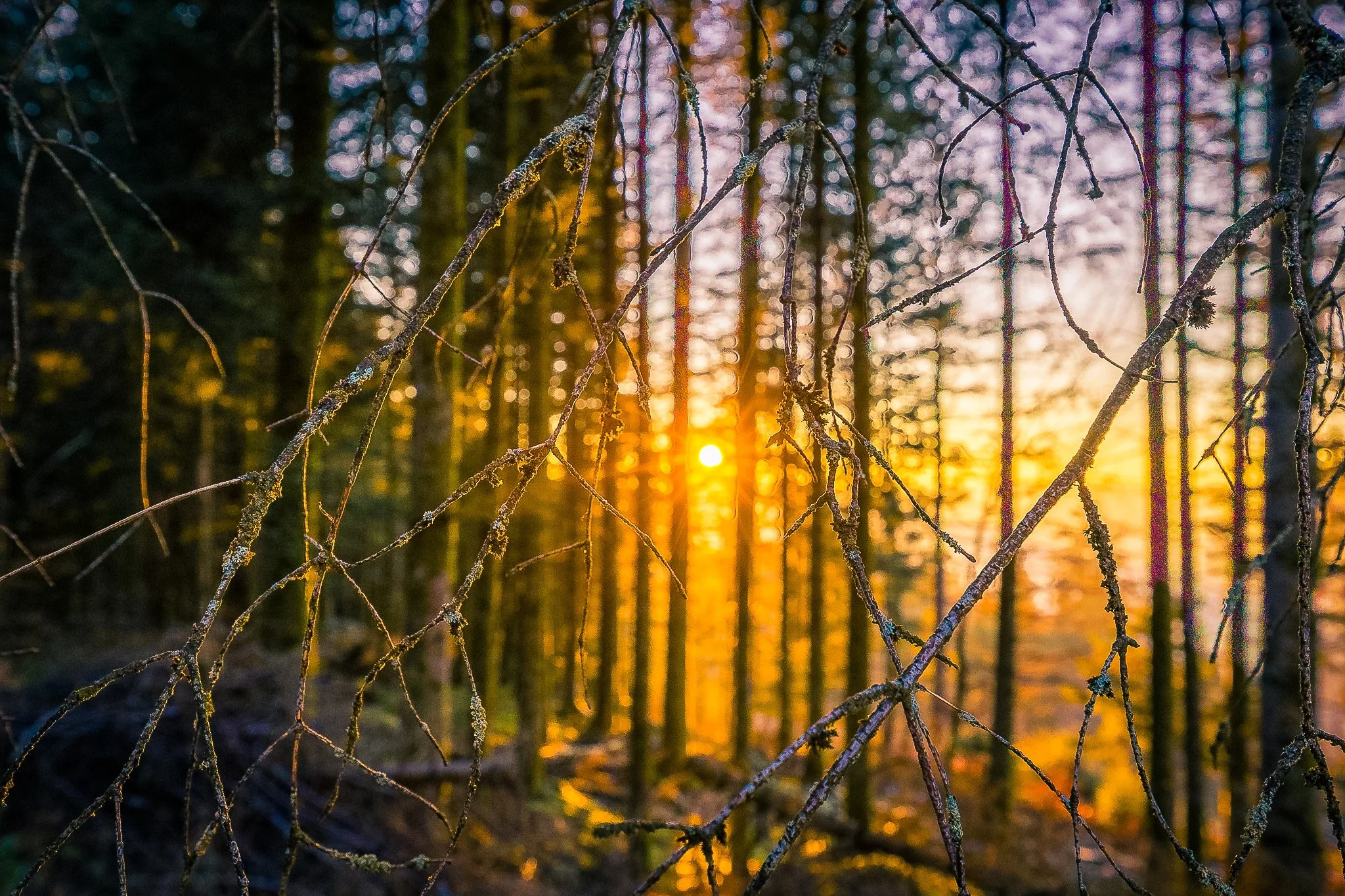 Sonnenstrahlen im dichten Wald (Querformat)