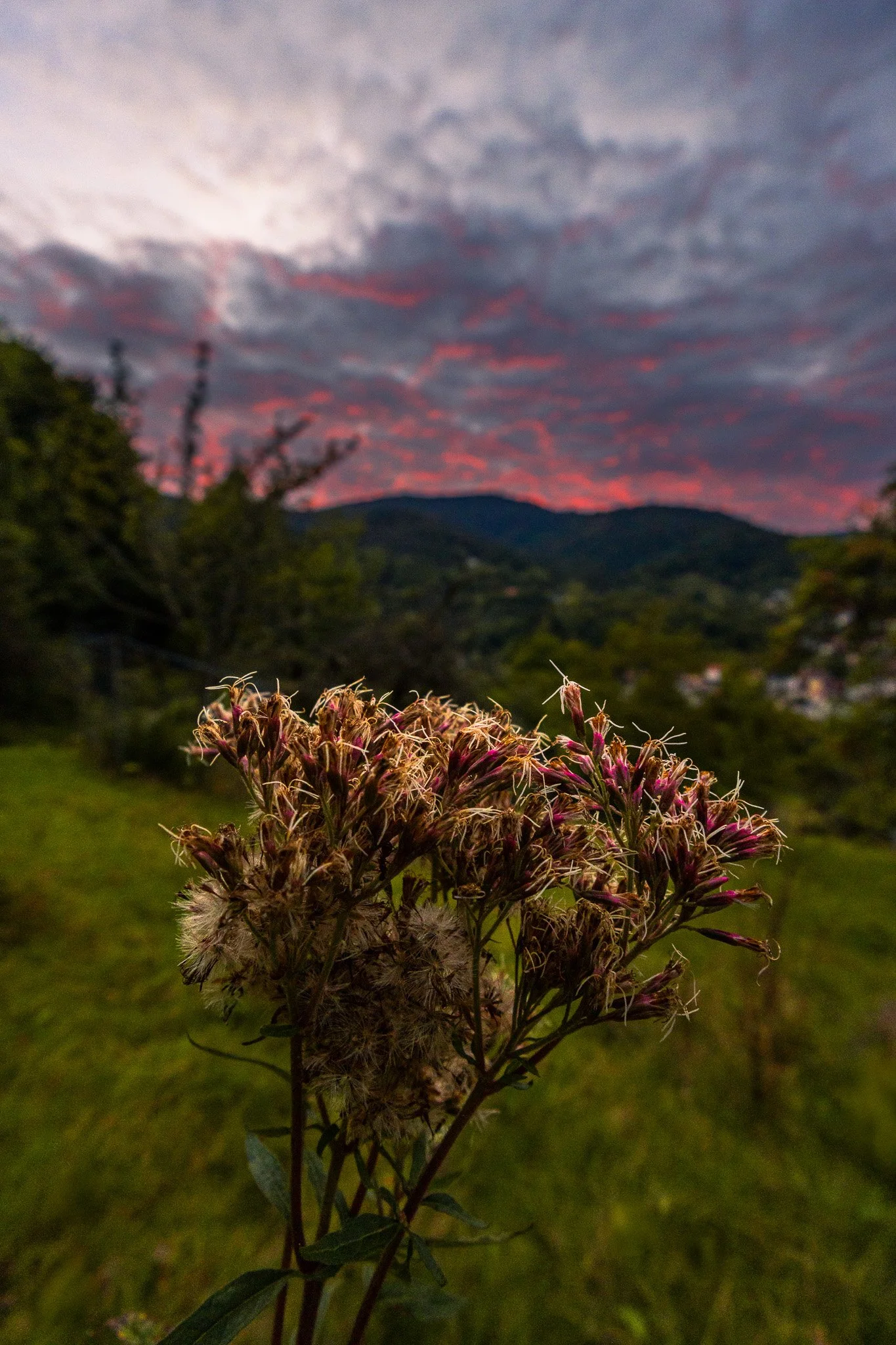 Blume im Abendrot (Hochformat)