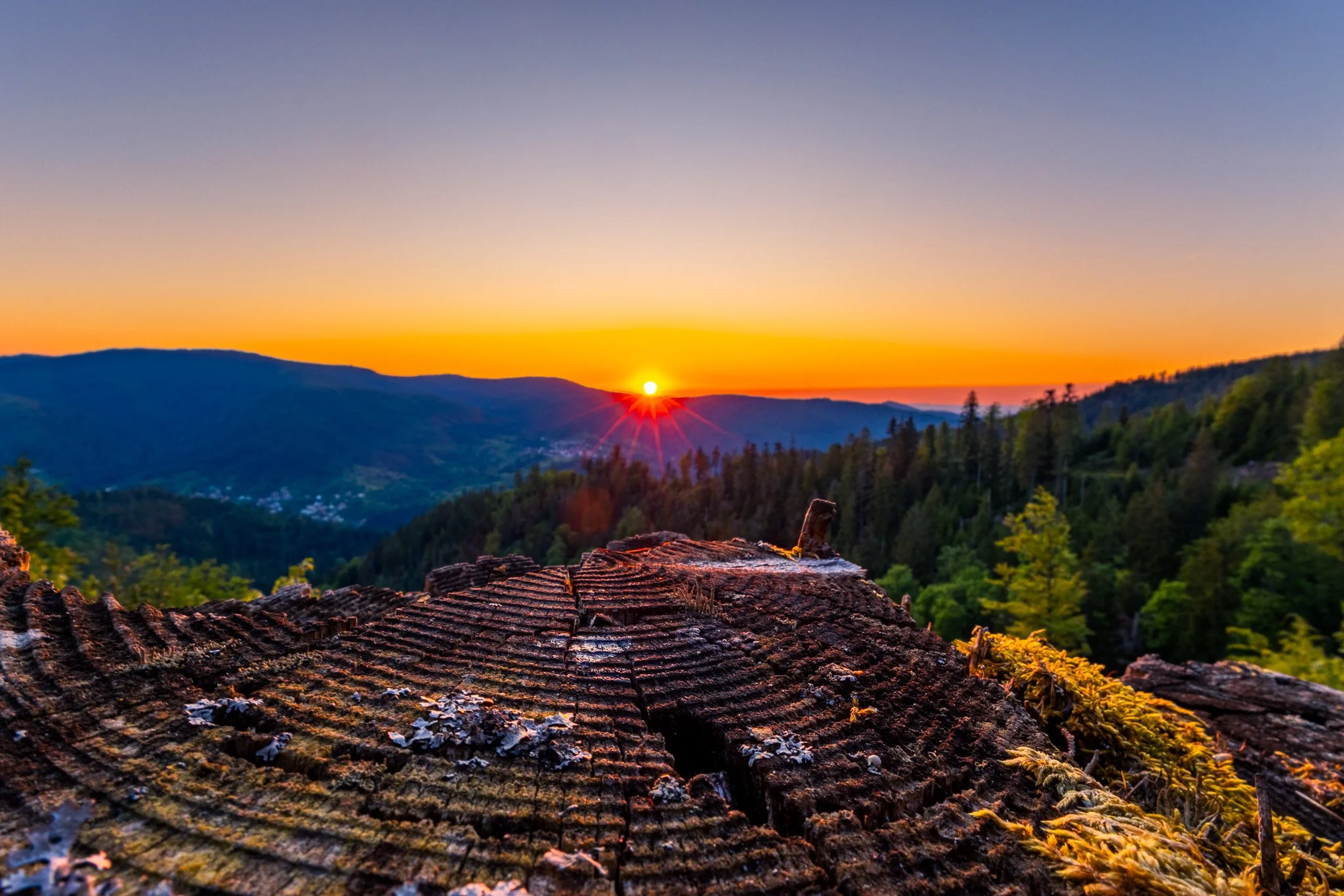 Baumstamm bei Sonnenuntergang (Querformat)