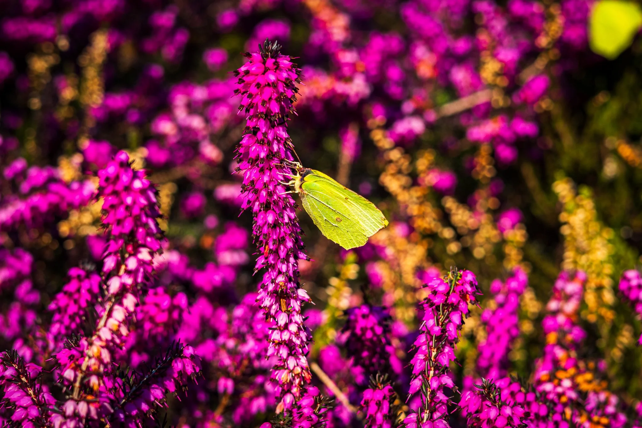 Schmetterling trifft Blumen (Querformat)