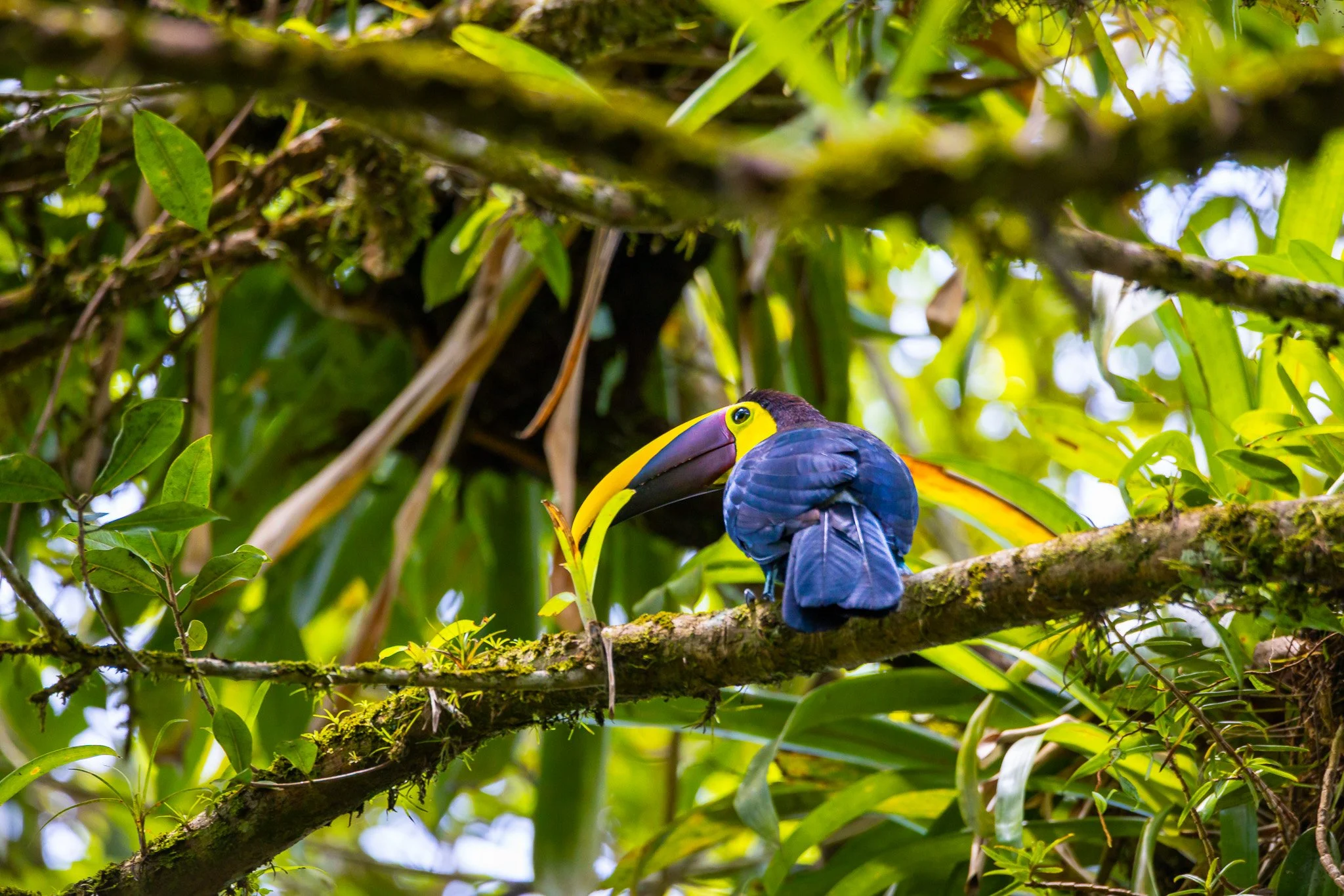 Exotischer Vogel 1 (Querformat)