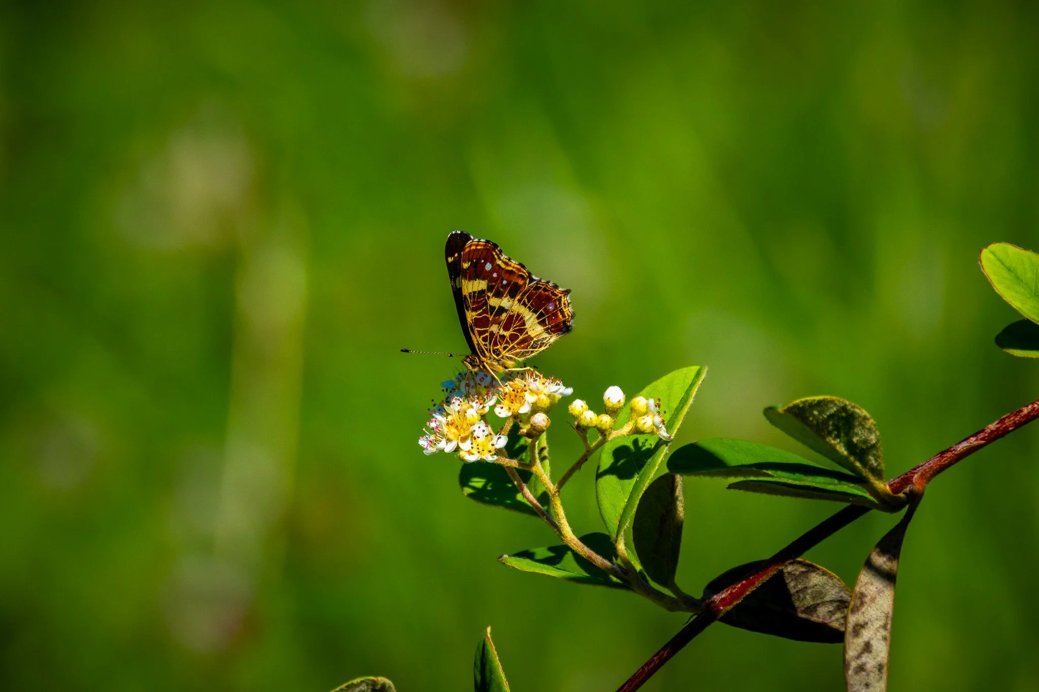 Schmetterling 1 (Querformat)