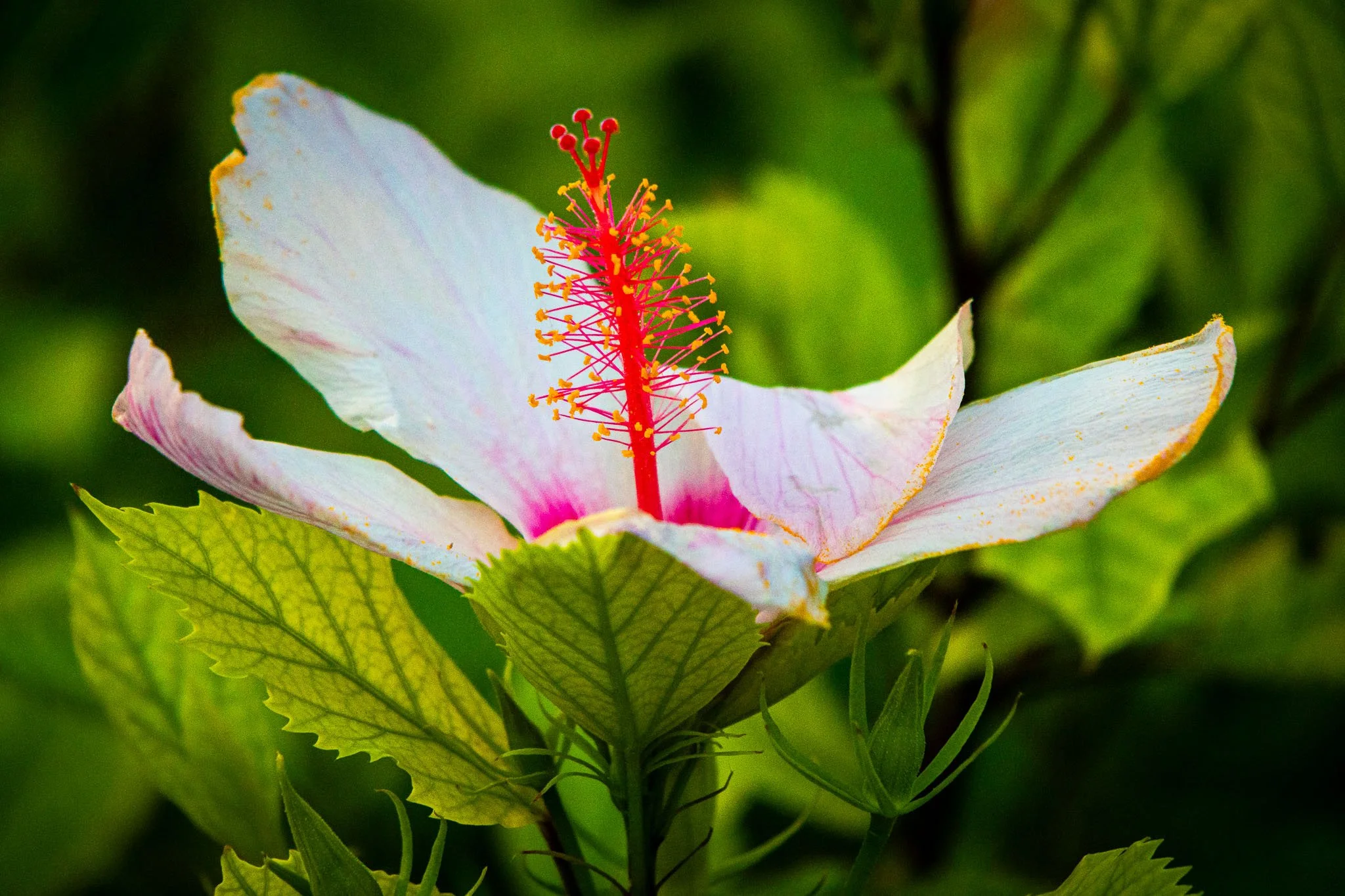 Tiere / Pflanzen und Makro Aufnahmen