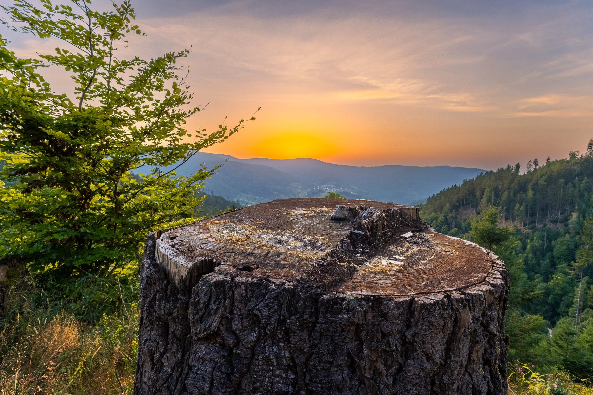 Baumstamm im Abendlicht 1 (Querformat)