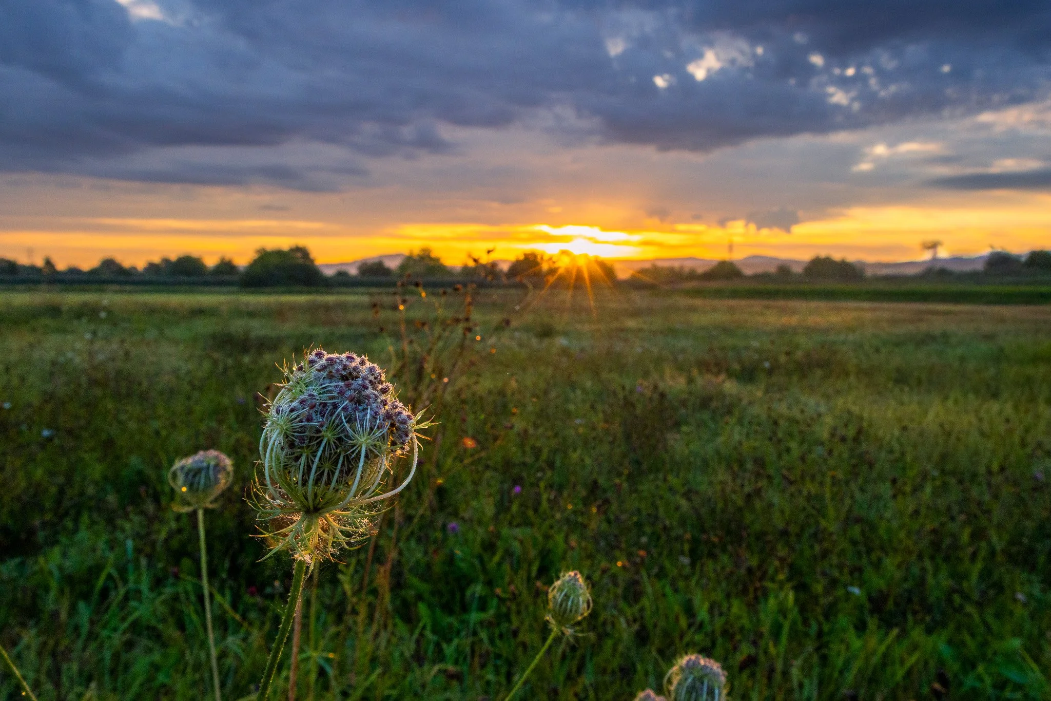 Feldblume 3 (Querformat)