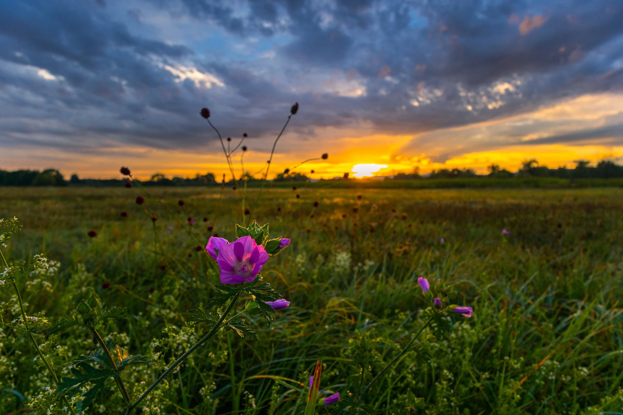 Feldblume 1 (Querformat)