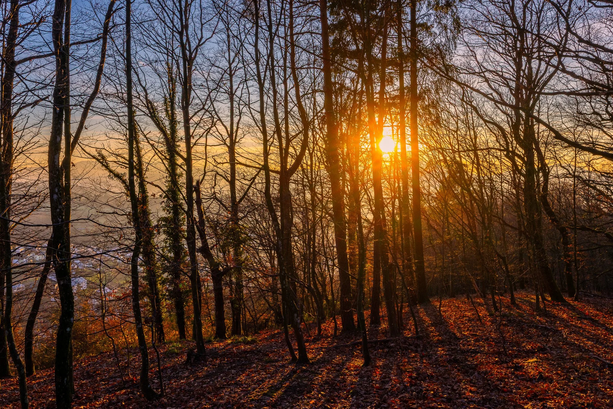 Dichter Wald 1 (Querformat)