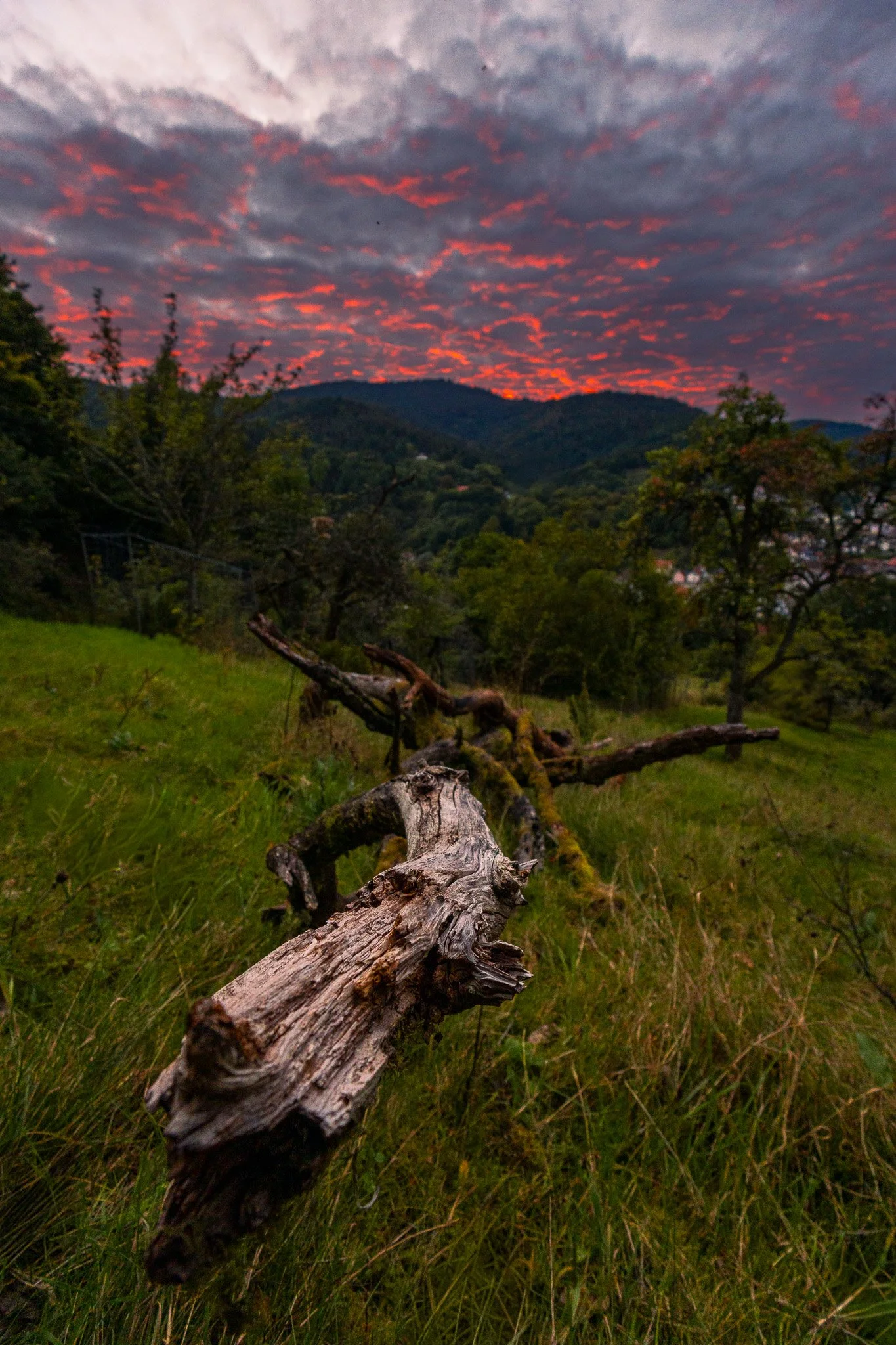 Toter Ast im Abendrot 2 (Hochformat)