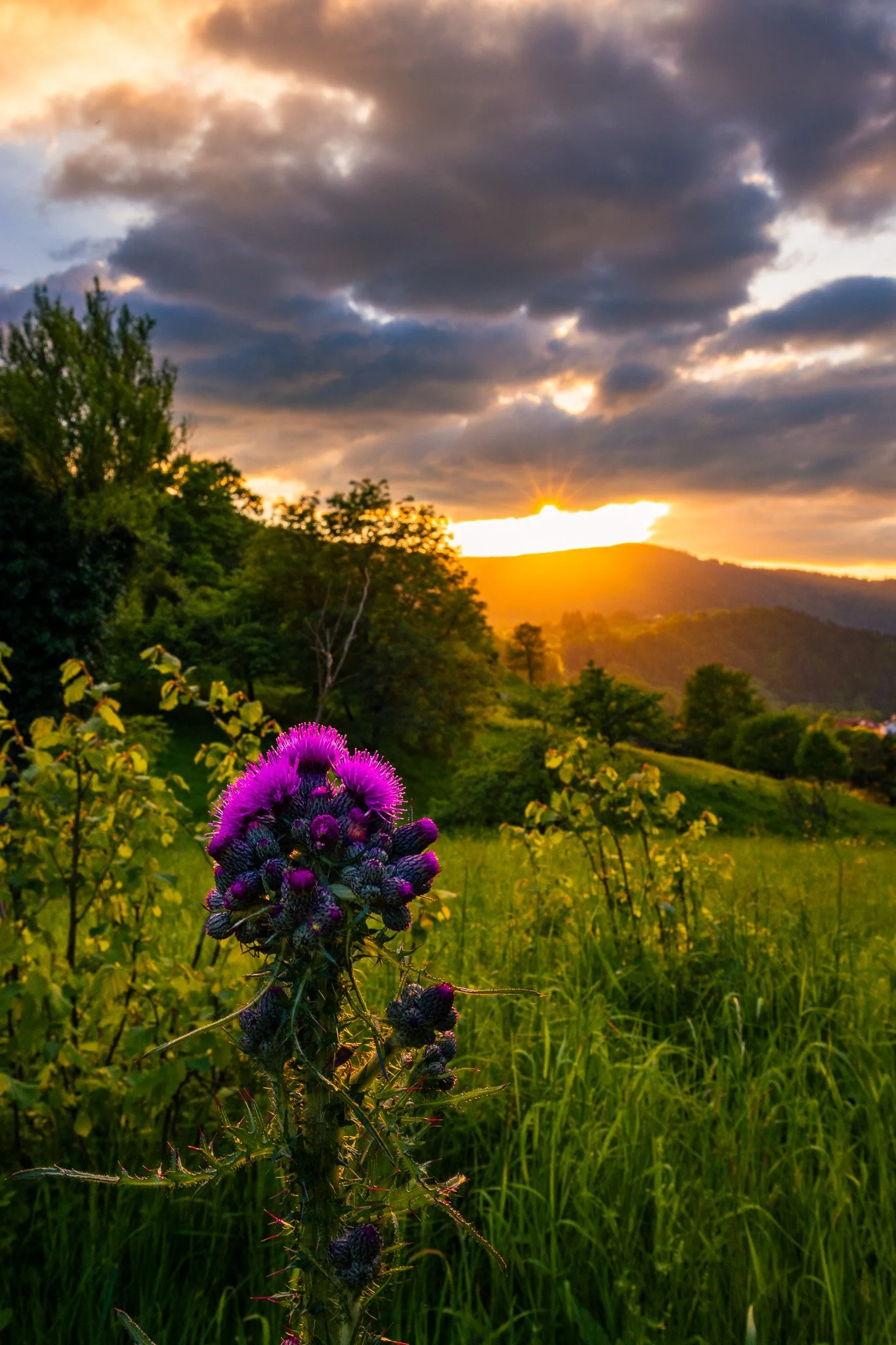 Lila Distel 1 (Hochformat)