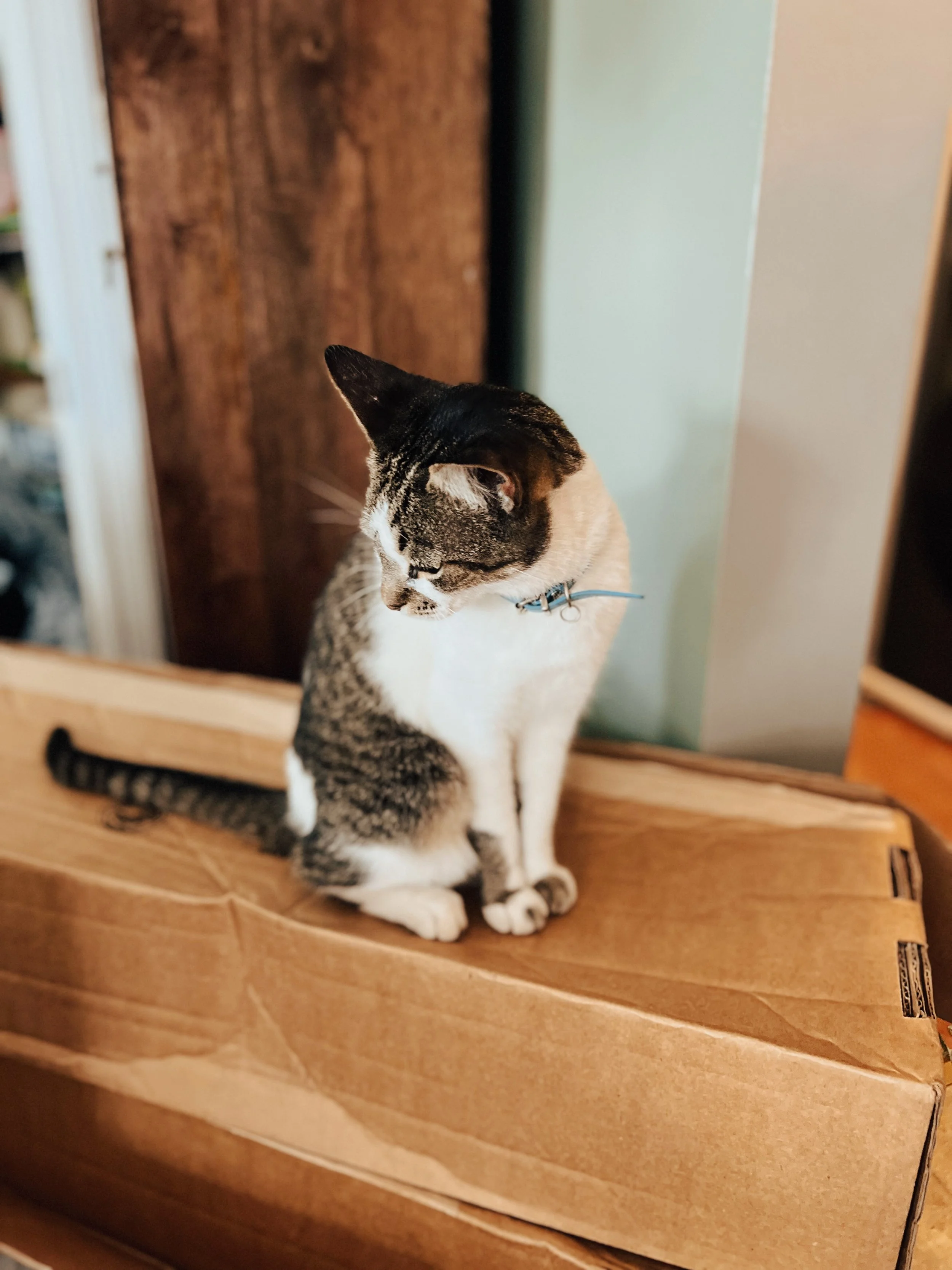 Purfect Assistant