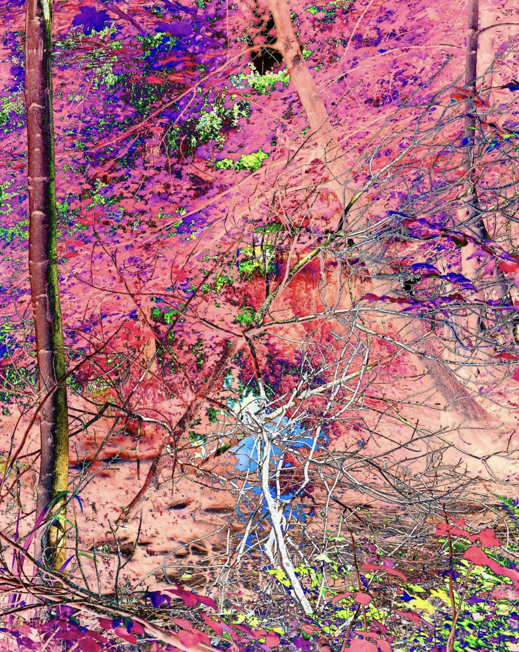 Magic in the woods, 2020 by Britta Adler | 20" L x 16" W | Single metal print