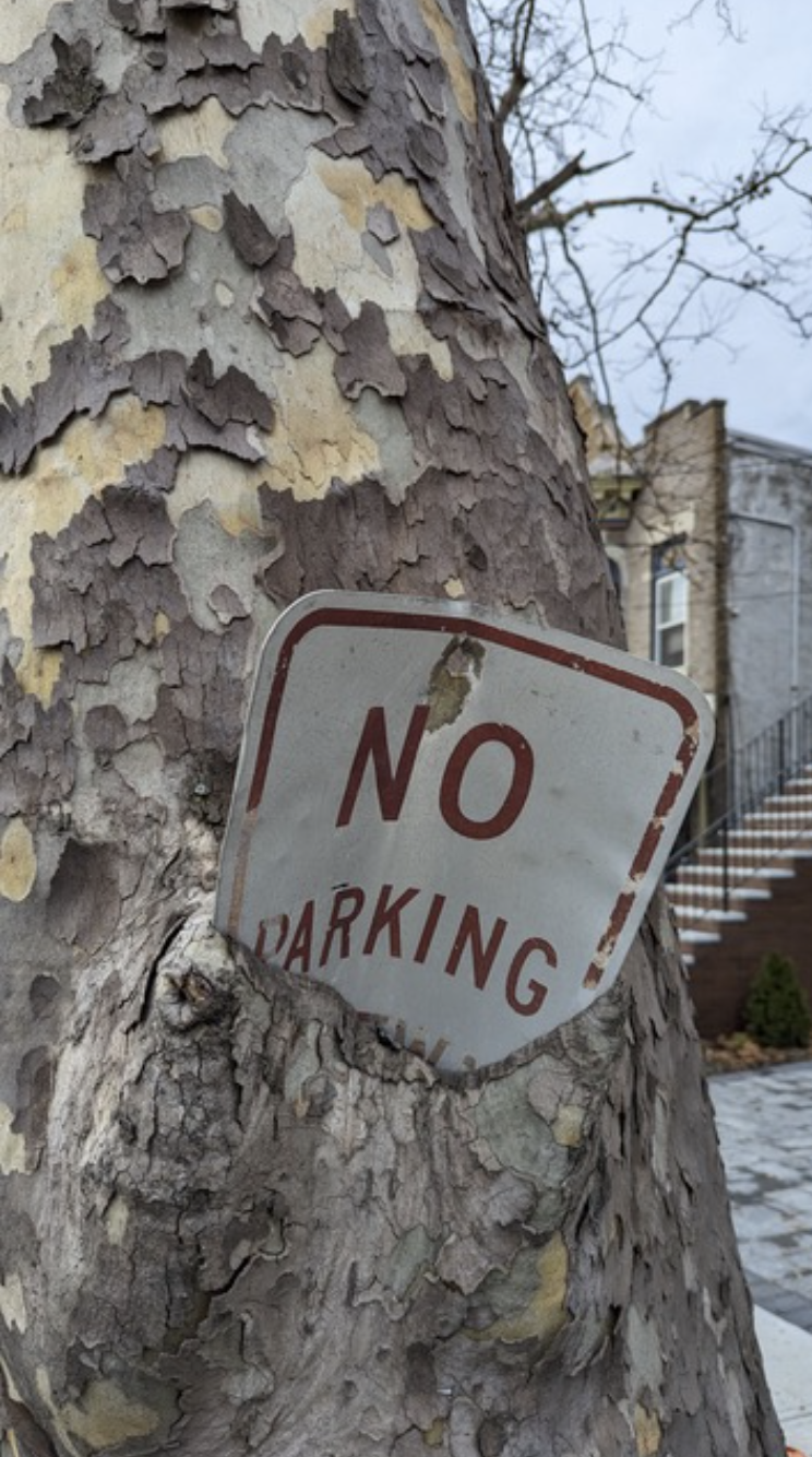 City Trees are Tough, Jersey City Series, 2025 by Allison Beda | 14" L x 20" W

