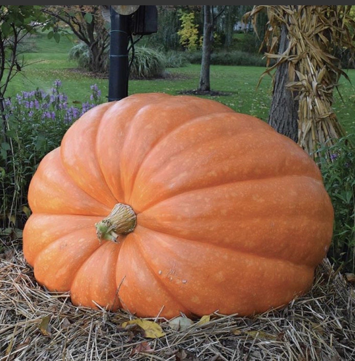 Gigantic PRIZE Pumpkins