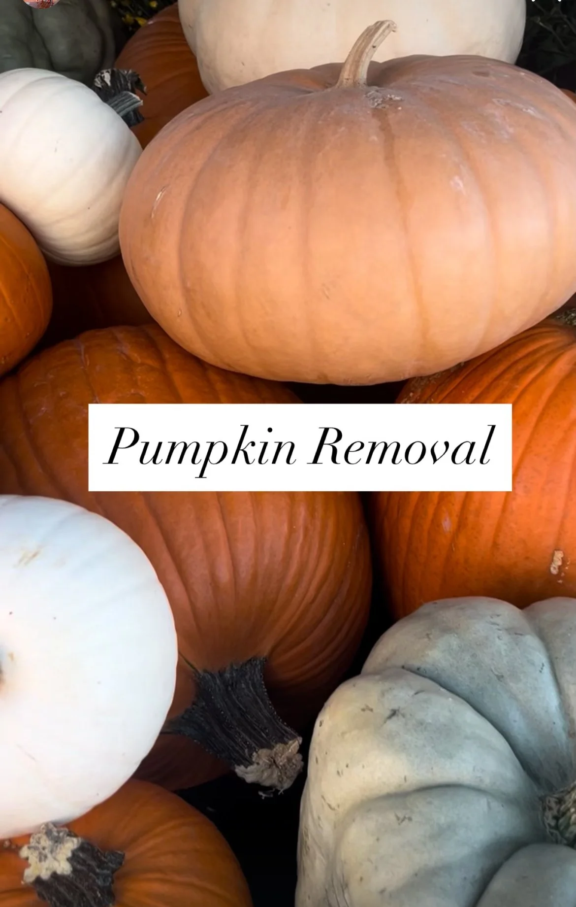 PUMPKIN REMOVAL PKG 2