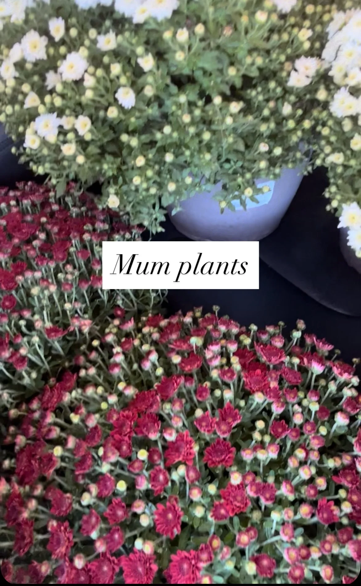 Large Mum Plant