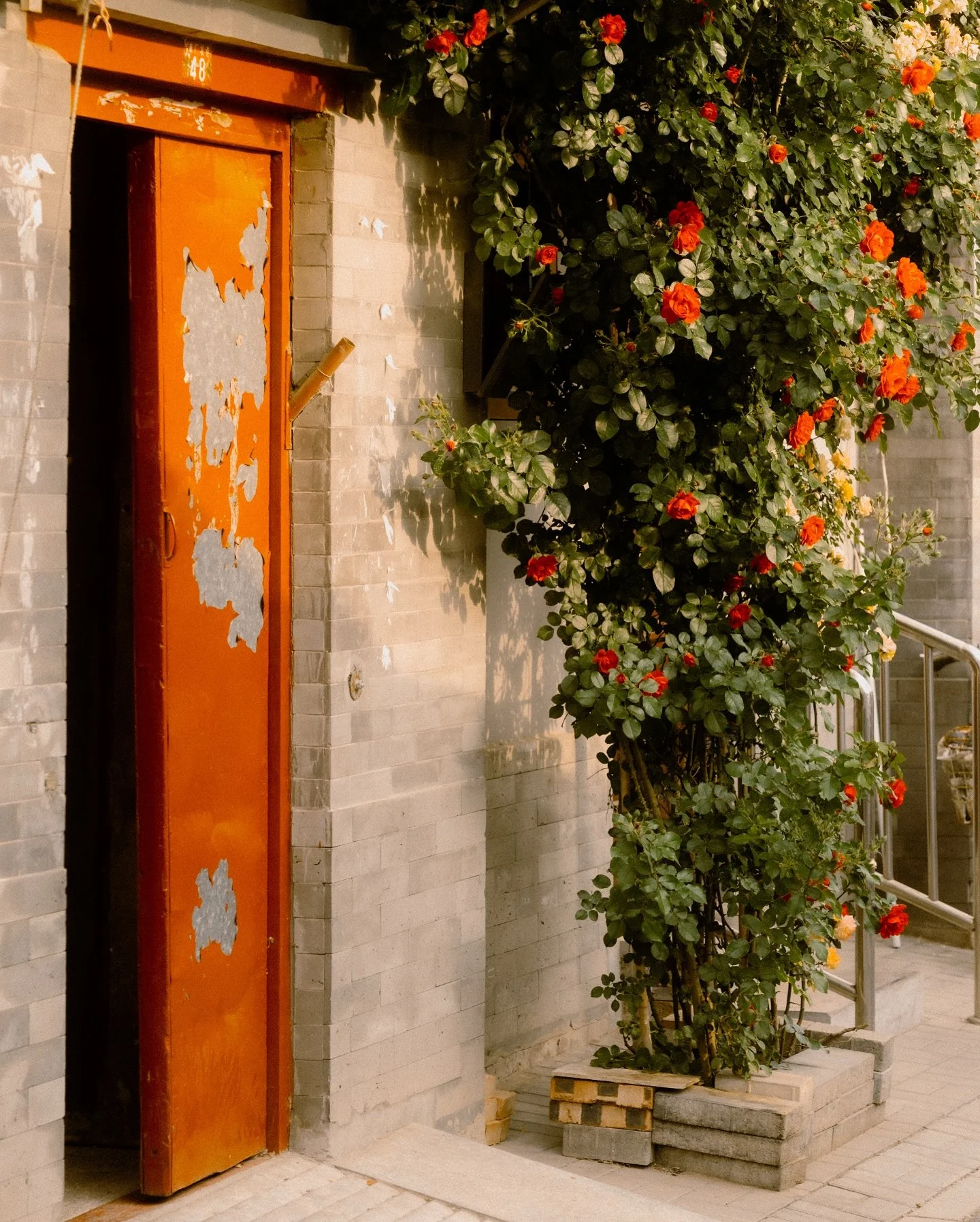 Beijing, China.
Never-ending love affair with the colour red.
@photovogue 
#PVMondayInBloom
#pvmondayinbloom