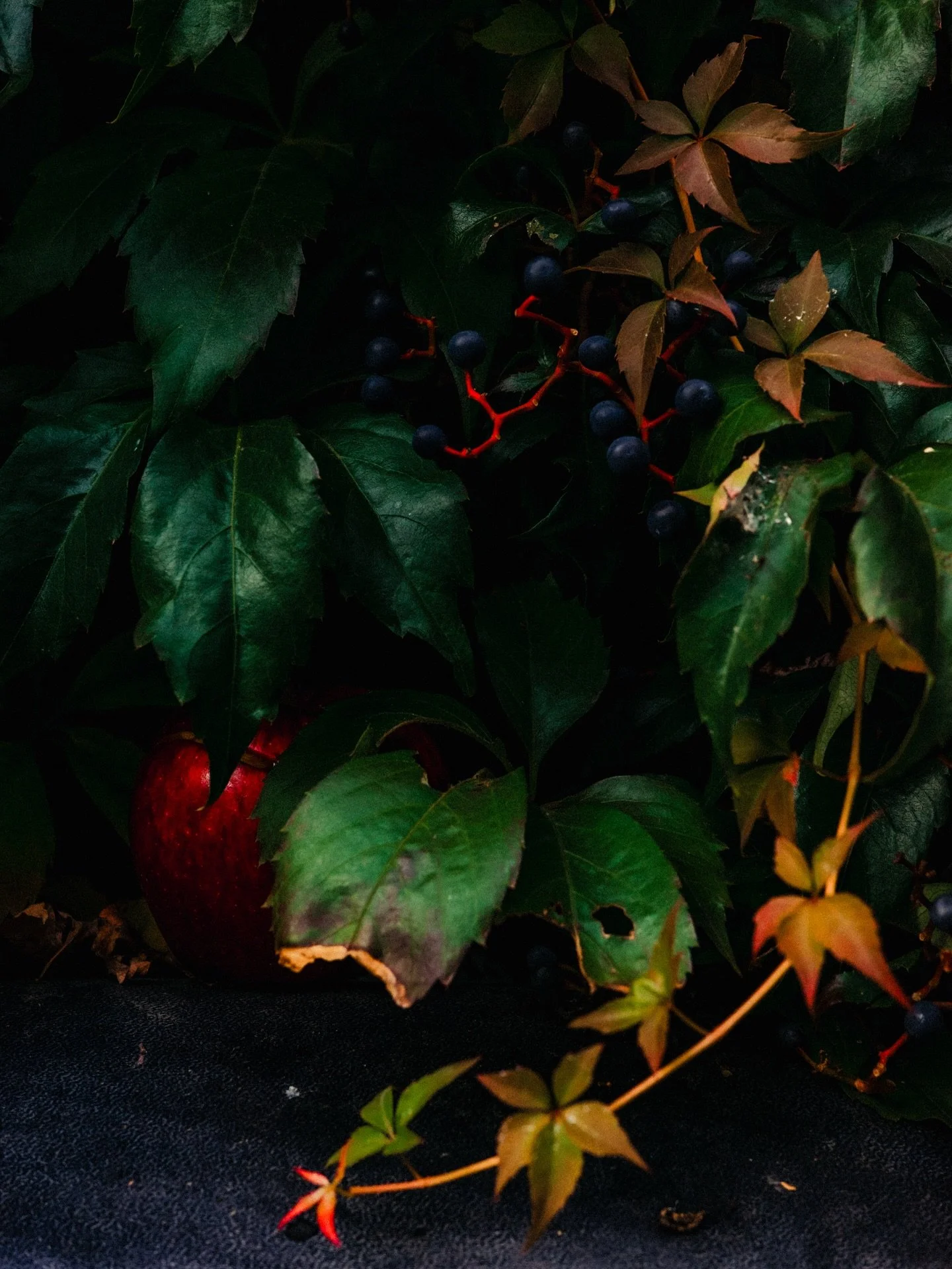 To the nice woman who stopped to ask me how I was gonna make the fully loaded apple tree look as good in a picture as irl, here’s my reply: I don’t fucking know.
Hackney, London.
@ricoh_gr_photography 
@ricoh_gr_official 
#street_me_up