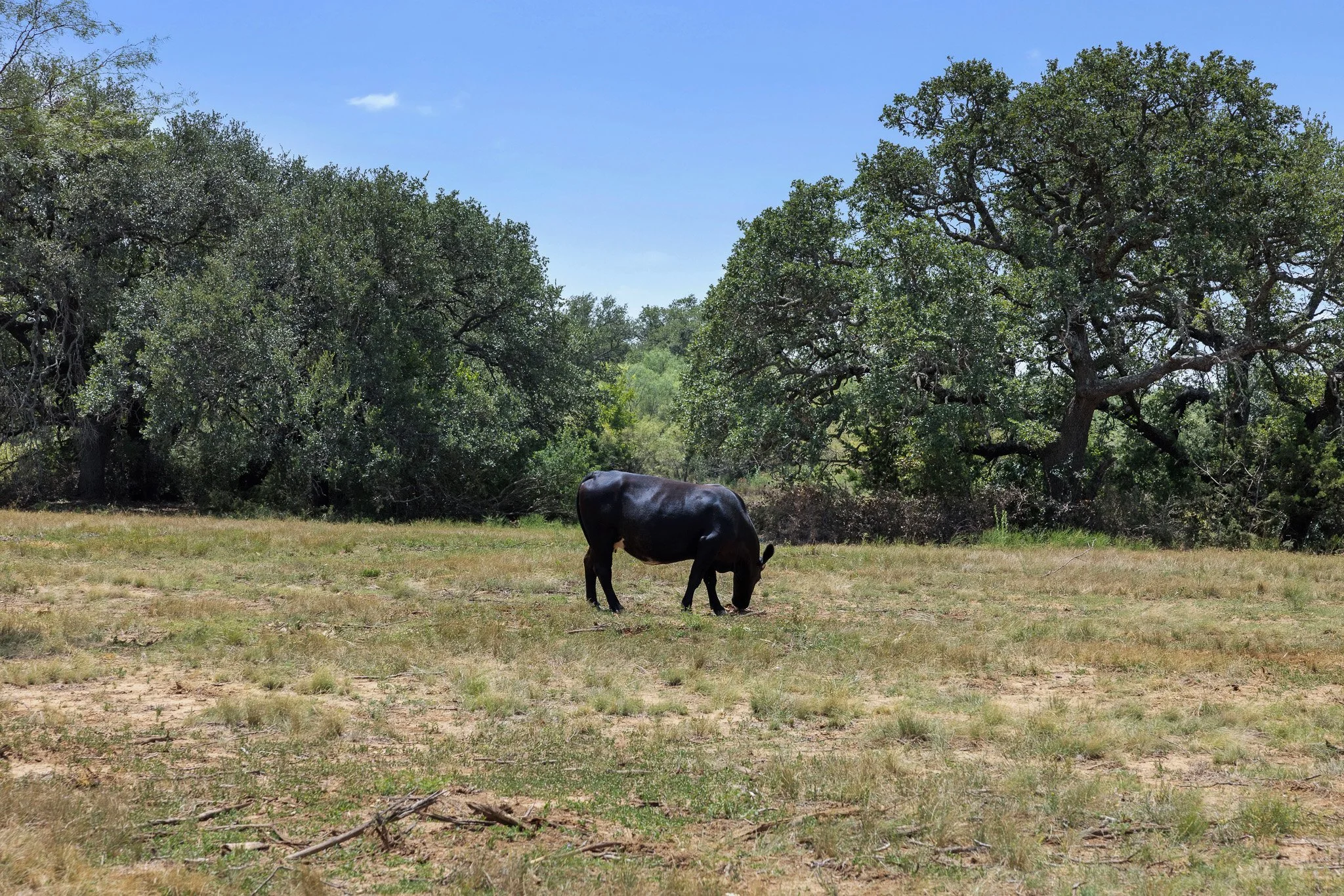 Skycrafted Imaging_Real Estate Media Production_Central & Southeast Texas_A black cow grazing on a grassy field with green trees and a blue sky in the background.