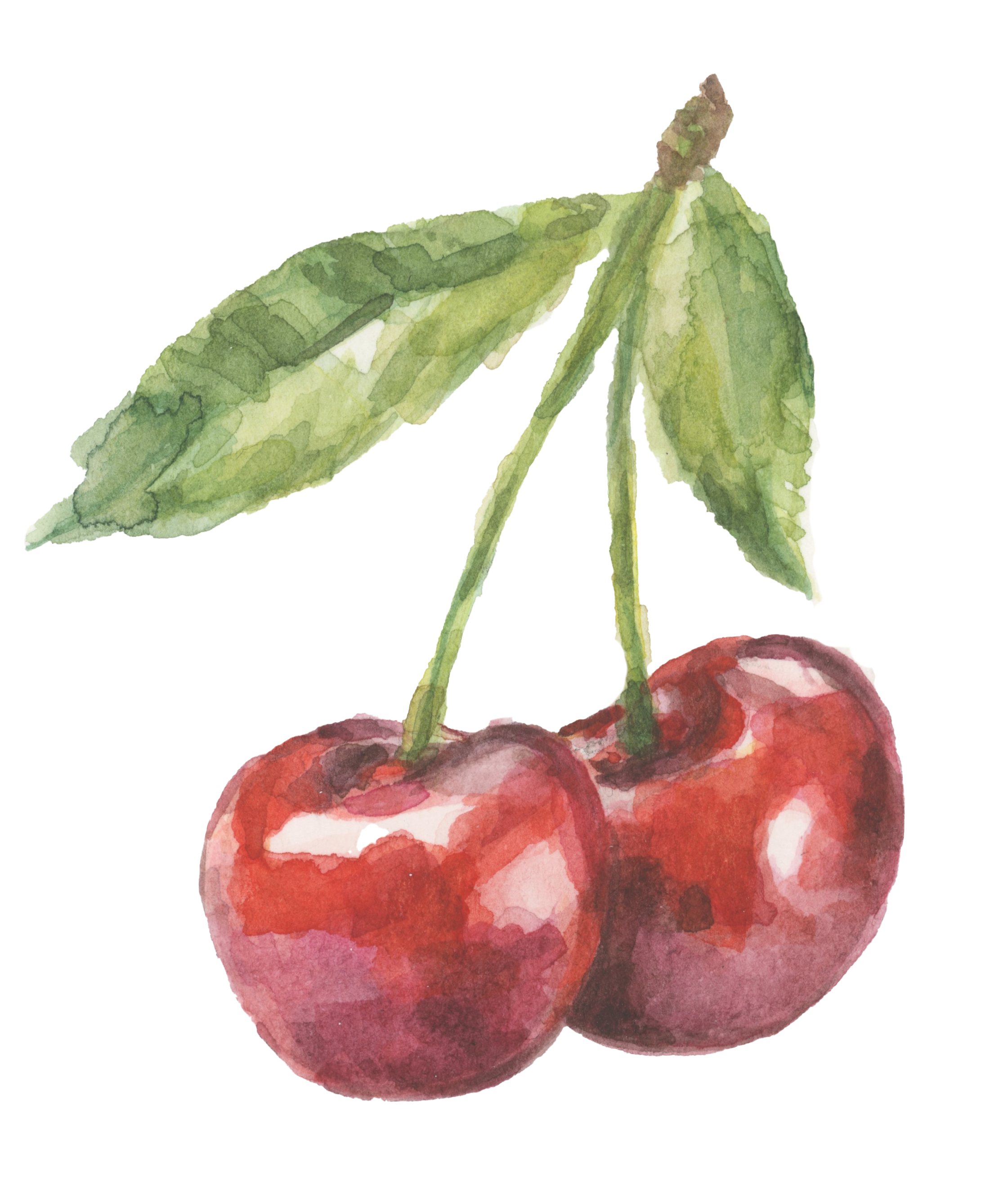 Cherry Sticker