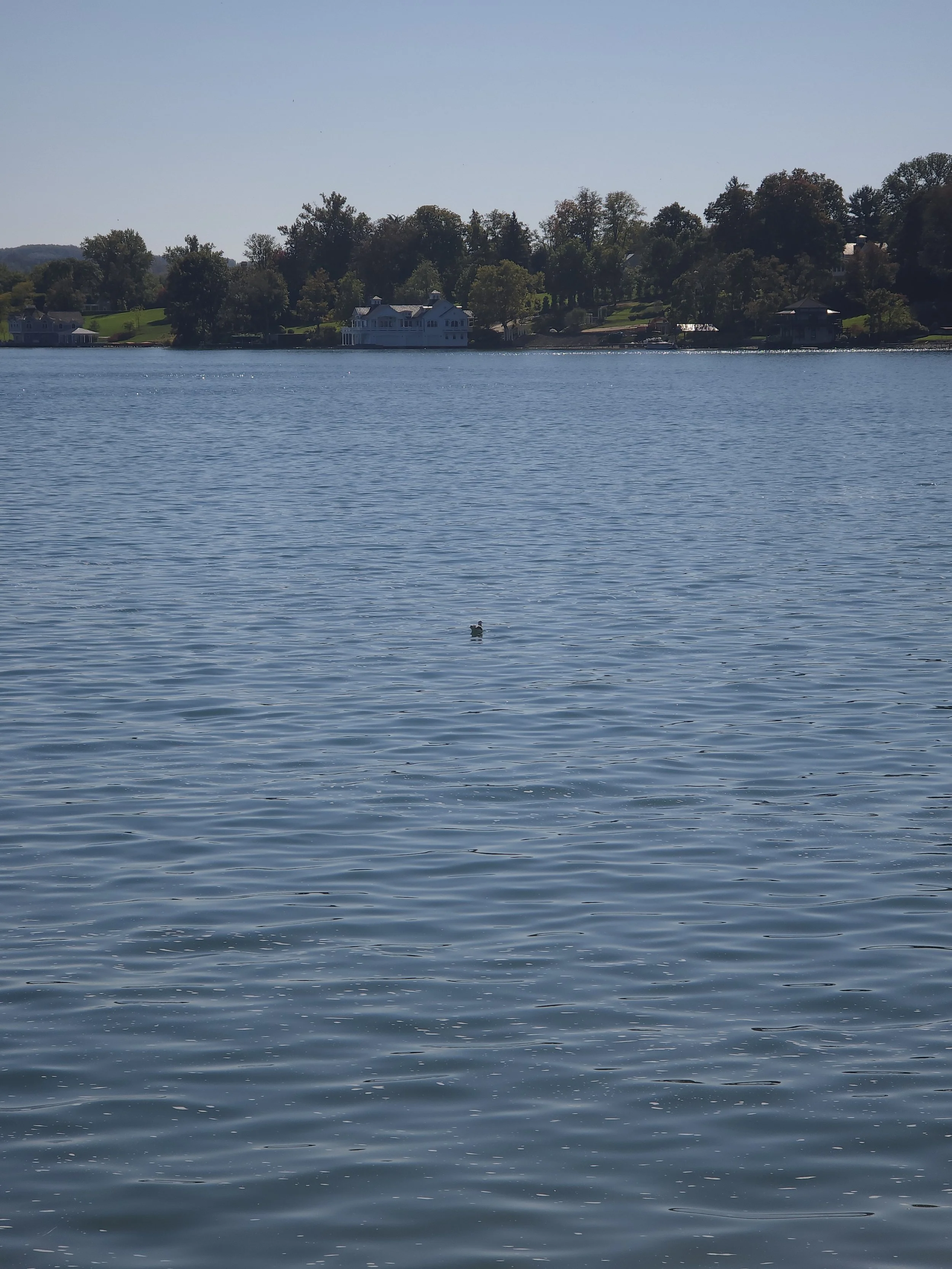 A large body of water, possibly a lake or river, with several houses nestled among trees on the shore. The sky is clear, and a single duck is swimming in the water.