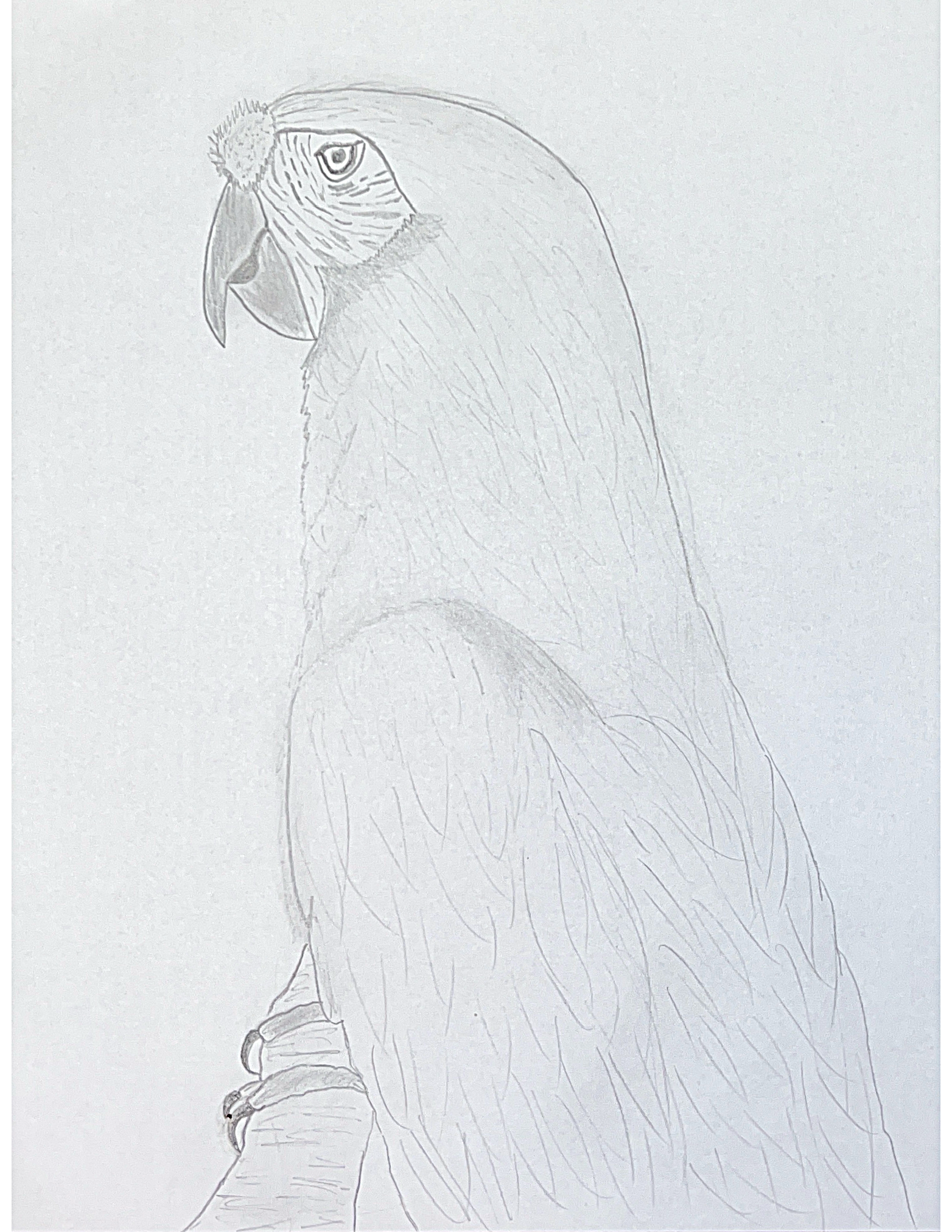 Fred (graphite and charcoal)