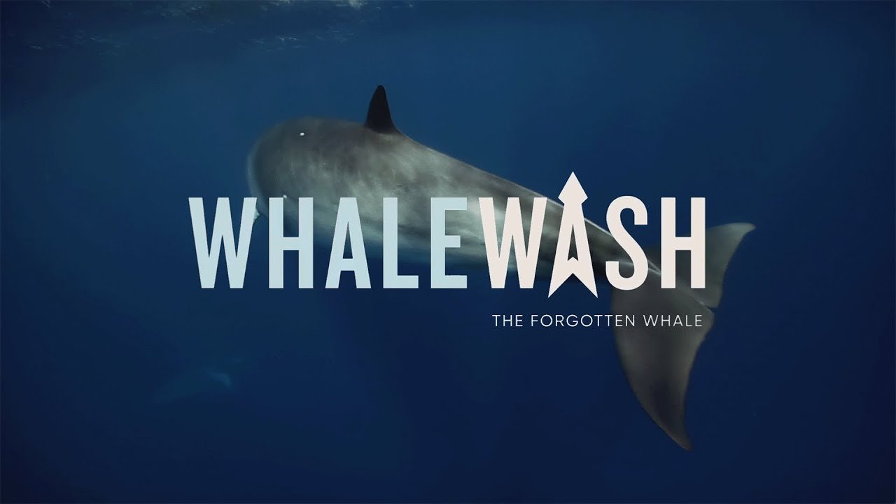 WHALE WASH