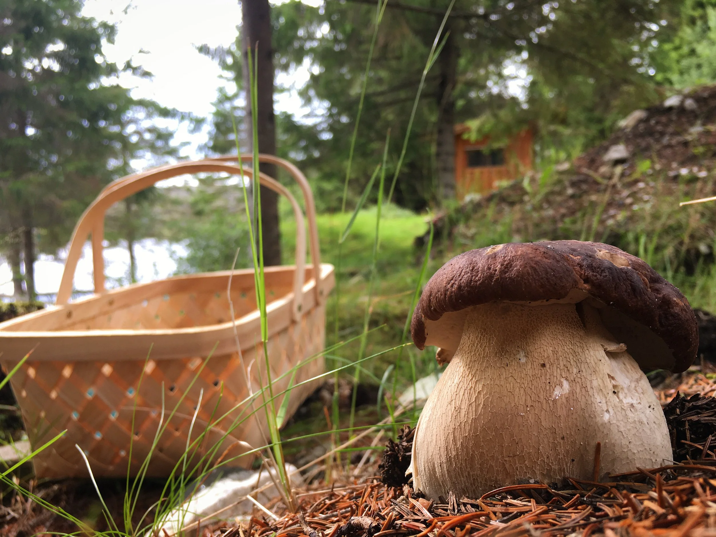🍄‍🟫 CHECK YOUR MUSHROOMS