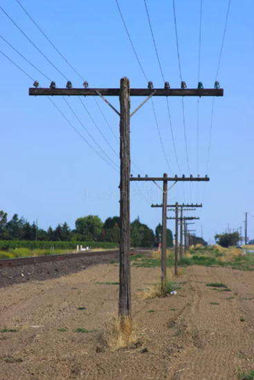 A row of wooden utility poles with power lines running across a rural landscape under a clear blue sky.