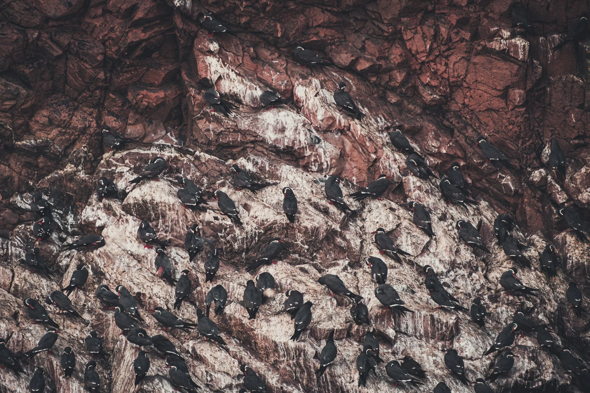 A large flock of black and white seabirds with red feet perched on a rocky cliff face.