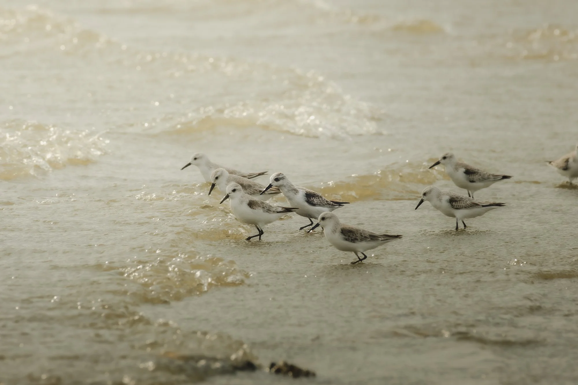 Group of small shorebirds wading in shallow water at the beach.